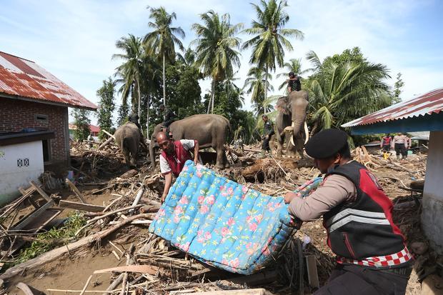 Gajah Sumatera (Elephas maximus sumatranus) jinak yang ditunggangi mahout bersama petugas Balai Konservasi Sumber Daya Alam (BKSDA) Aceh dan personel Polri membersihkan puing kayu yang menutupi jalan dan permukiman warga akibat bencana alam di Desa Meunasah Bie, Pidie Jaya, Aceh, Senin (8/12/2025). BKSDA Aceh mengerahkan empat ekor gajah jinak untuk membantu membersihkan puing kayu yang menutupi rumah penduduk pascabencana banjir bandang di Kabupaten Pidie Jaya.