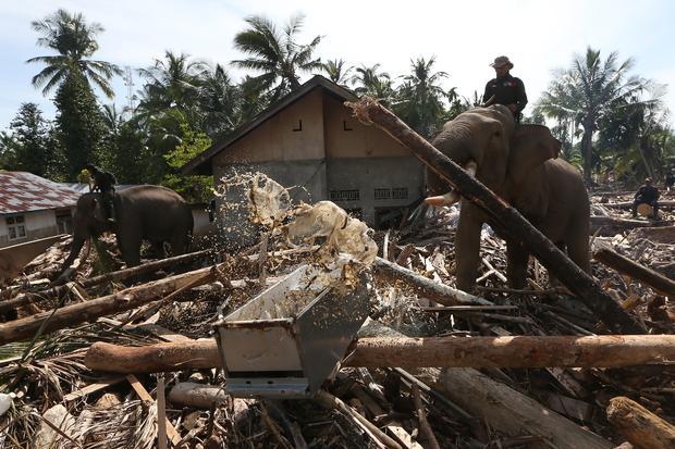 Sejumlah Gajah Sumatera (Elephas maximus sumatranus) jinak yang ditunggangi mahout membersihkan puing kayu yang menutupi jalan dan permukiman warga akibat bencana alam di Desa Meunasah Bie, Pidie Jaya, Aceh, Senin (8/12/2025). Balai Konservasi Sumber Daya Alam (BKSDA) Aceh mengerahkan empat ekor gajah jinak untuk membantu membersihkan puing kayu yang menutupi rumah penduduk pascabencana banjir bandang di Kabupaten Pidie Jaya.