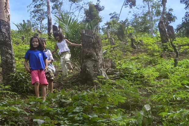 Penyebab longsor dan banjir bandang