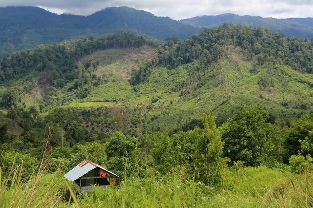 Perambahan kawasan hutan lindung di Abdya