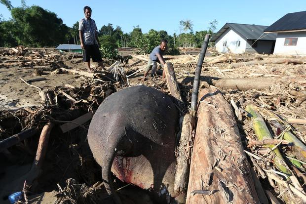 Warga melihat bangkai gajah sumatera (Elephas maximus sumatranus) tertimbun material yang terbawa air saat terjadi banjir di Desa Meunasah Lhok, Pidie Jaya, Aceh, Sabtu (29/11/2025). Bangkai gajah sumatera tersebut ditemukan tertimbun lumpur dan kayu pascabanjir akibat luapan Sungai Meureudu pada Selasa (25/11).