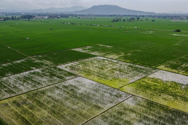 Perluasan area panen padi di Banten