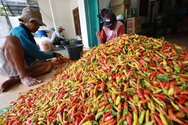 Cabai rawit picu deflasi Jawa Timur