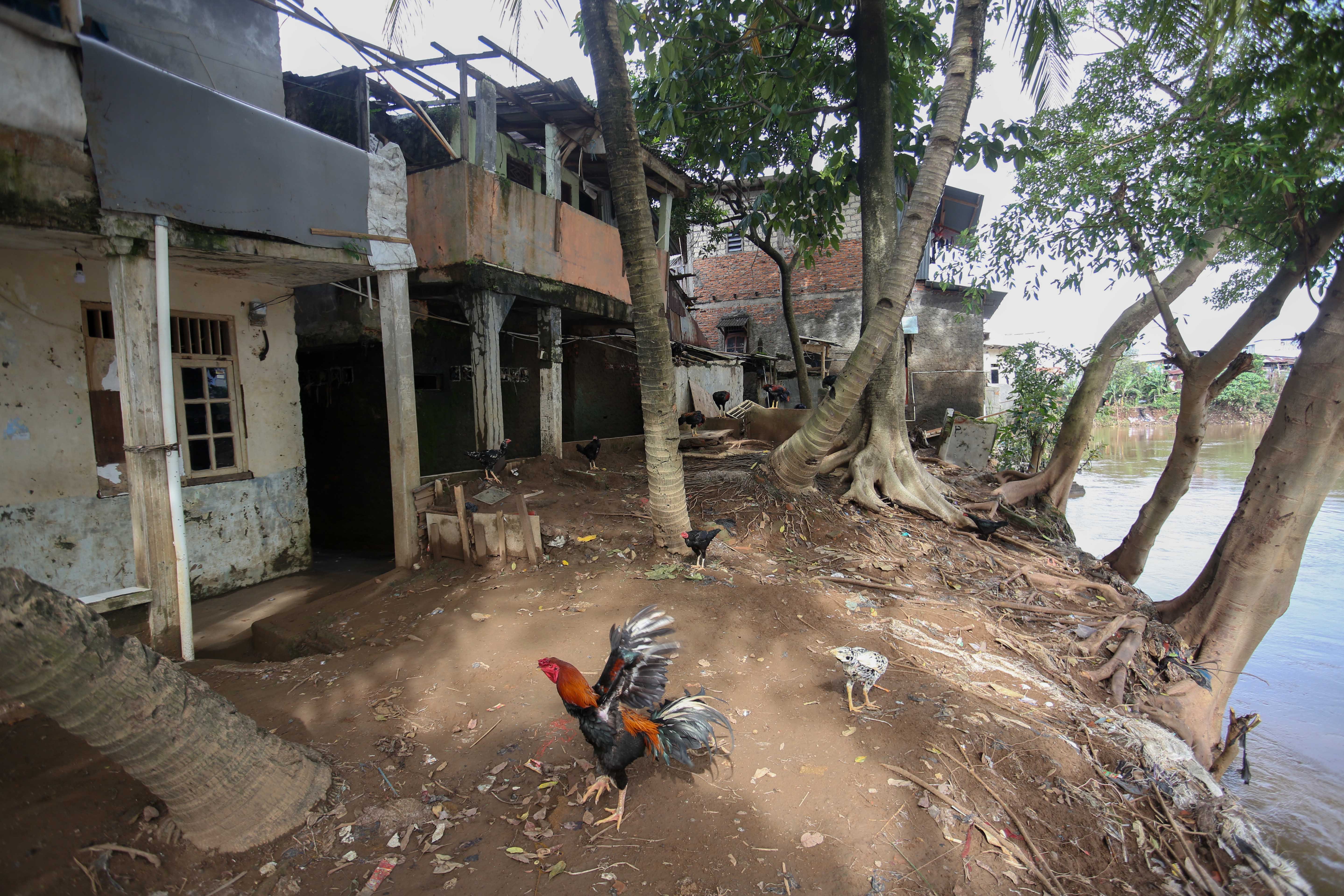 Rumah warga yang berada di bantaran Kali Ciliwung, Taman Harapan, Cawang, Jakarta Timur, Jumat (6/2/2026). Pemprov DKI Jakarta membebaskan lahan dengan membongkar rumah warga untuk proyek normalisasi Kali Ciliwung sebagai langkah untuk mengatasi banjir yang kerap terjadi di wilayah tersebut.