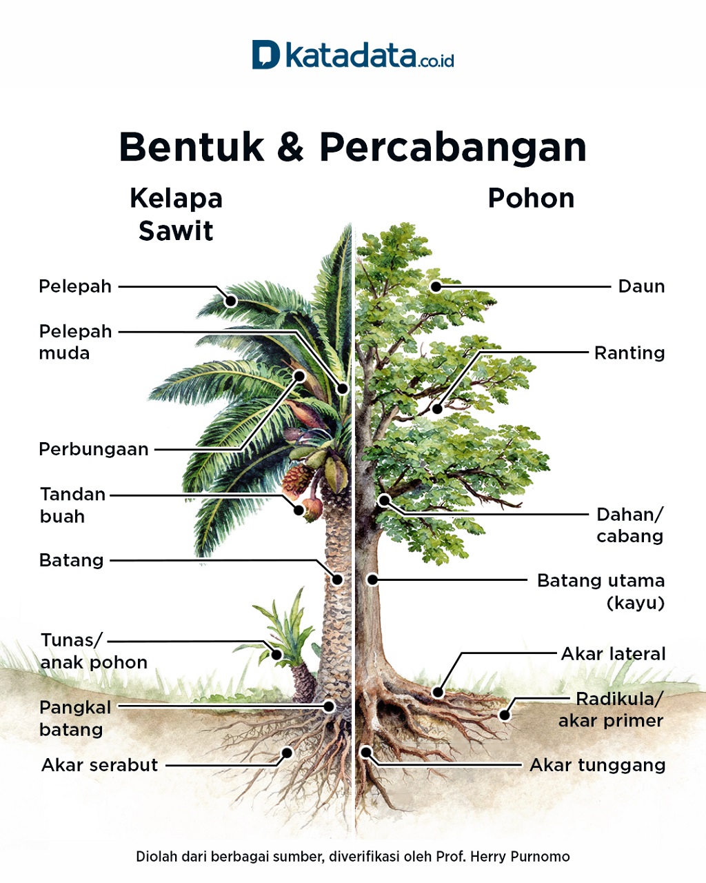 Perbedaan Kelapa Sawit dan Pohon