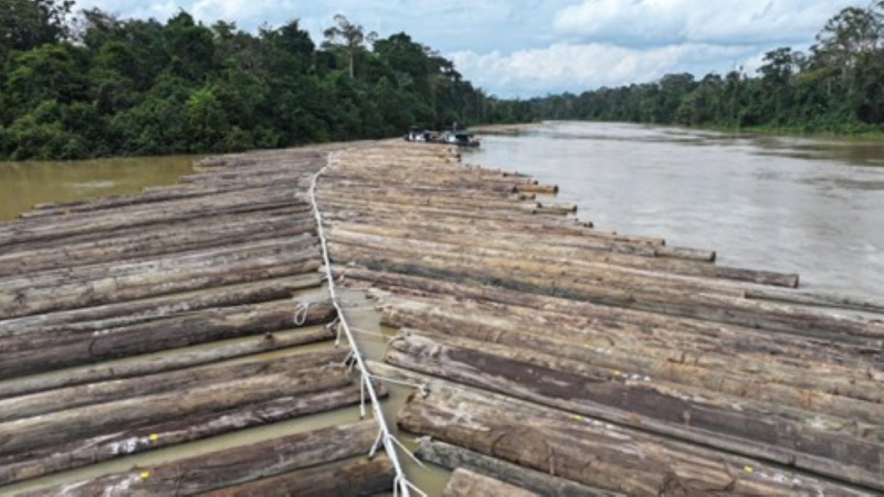 Gelondongan kayu berbentuk rangka daun di Sungai Kapuas, Kalbar.