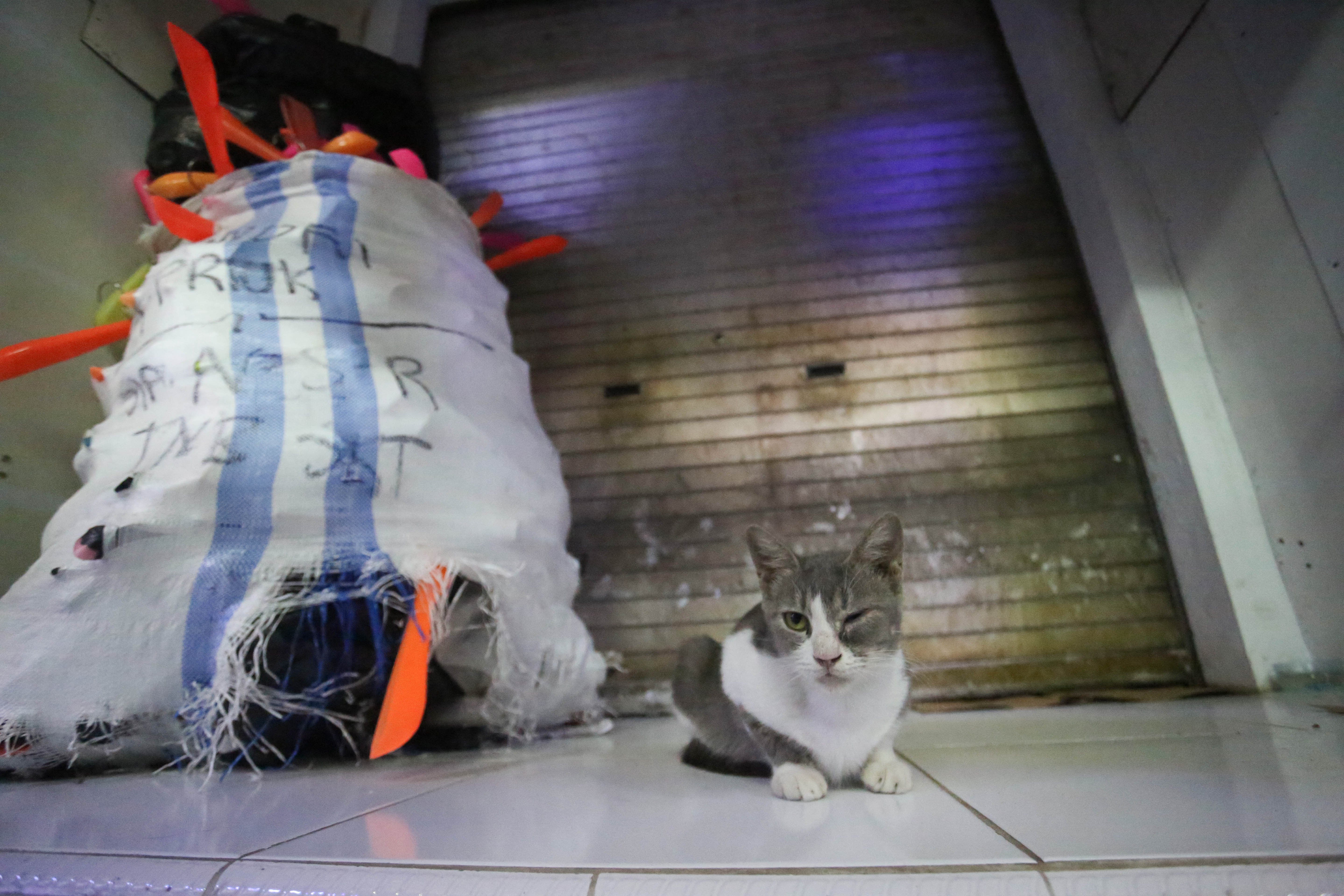 Seekor kucing berada di depan kios pedagang yang tutup di Pasar Ular, Koja, Jakarta Utara, Jumat (17/4/2026). Berdasarkan penuturan pedagang, sejak pandemi Covid-19 dan munculnya platform belanja online membuat penjualan barang dagangan di pasar tersebut menurun hingga 50 persen.