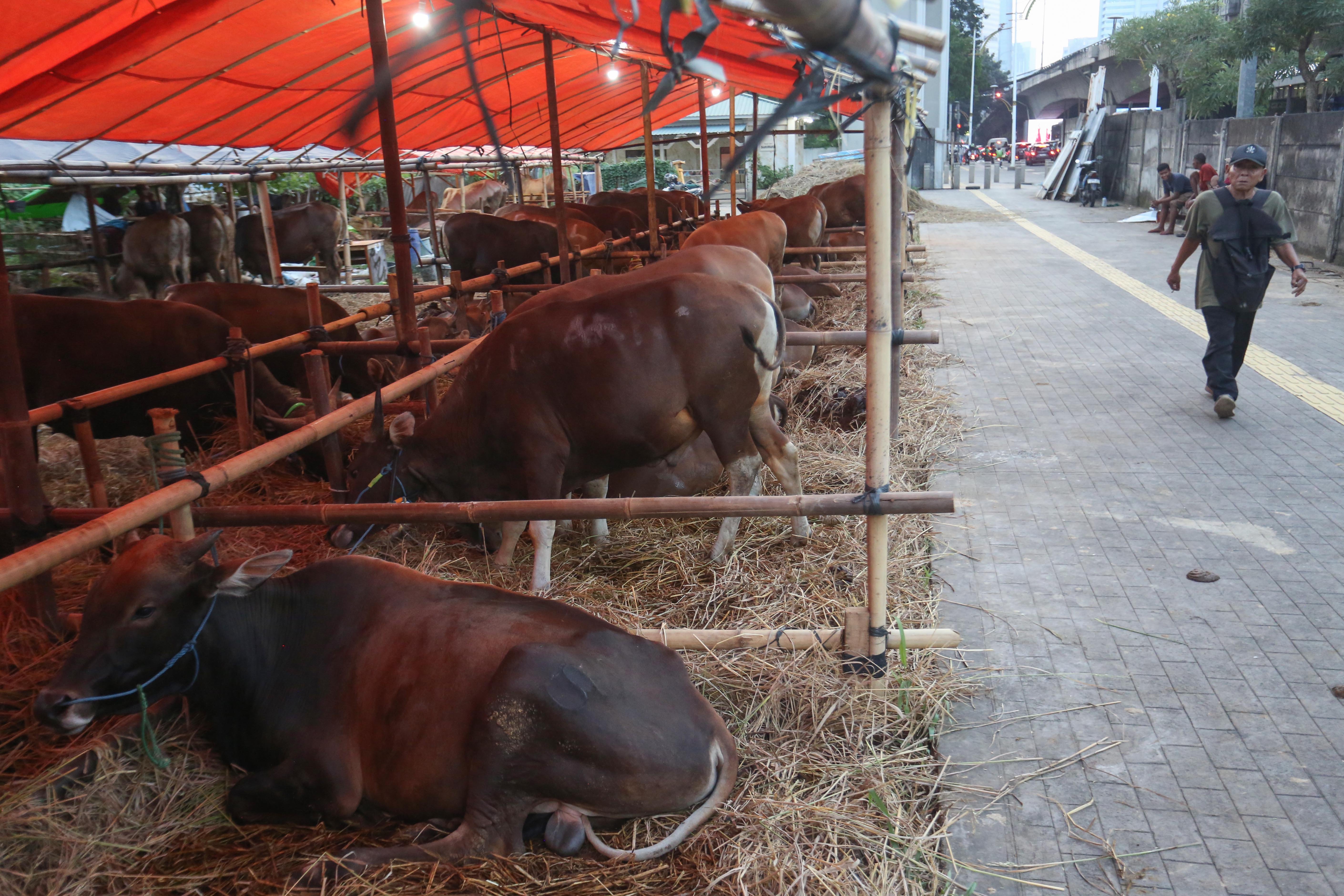 Sapi asal Bima yang dijual di kawasan Gatot Subroto, Kuningan, Jakarta Selatan, Senin (11/5/2026). Sapi tersebut dijajakan dengan harga mulai dari Rp 14 juta hingga Rp 80 juta, tergantung dari ukuran dan bobotnya.