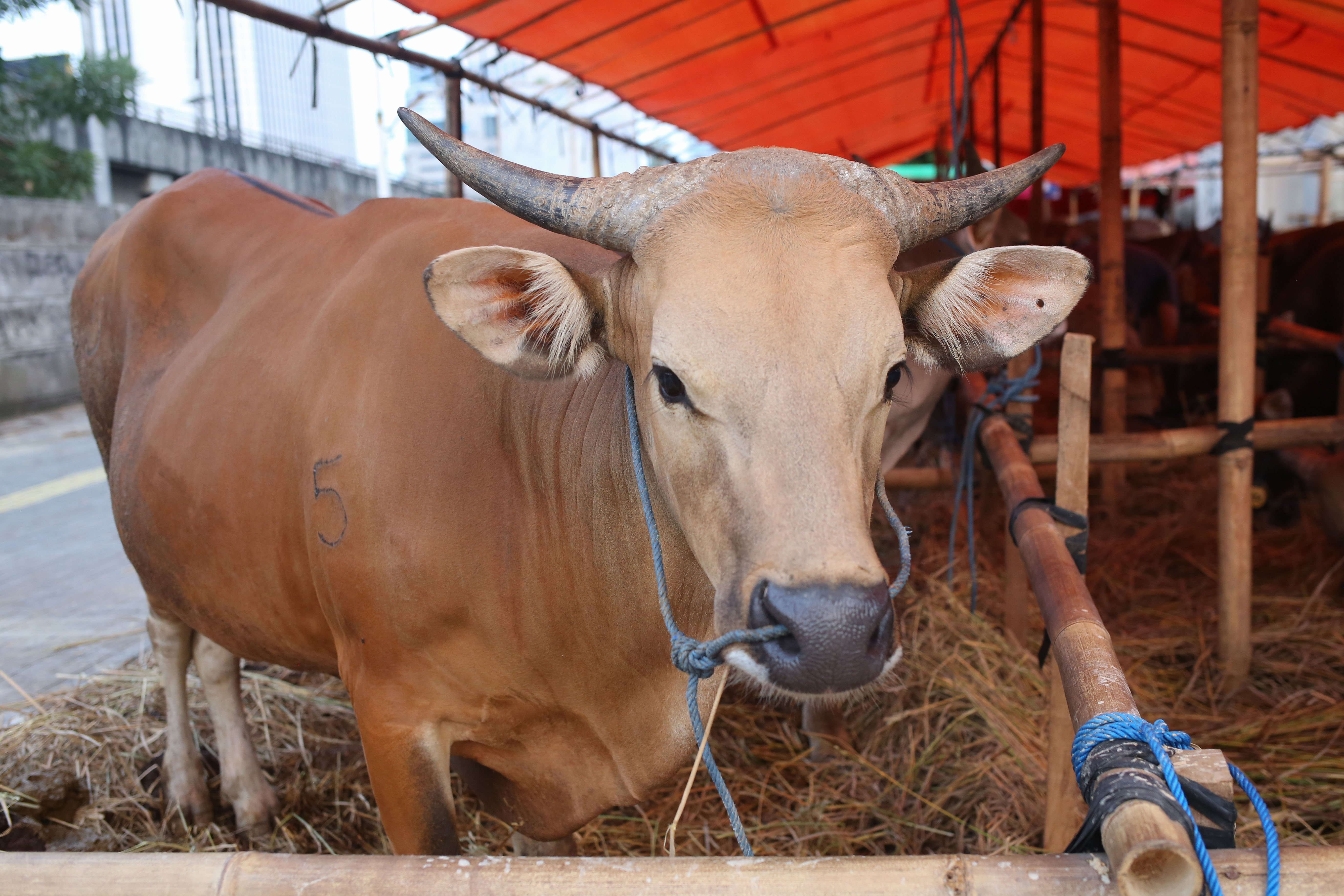 Sapi asal Bima yang dijual di kawasan Gatot Subroto, Kuningan, Jakarta Selatan, Senin (11/5/2026). Sapi tersebut dijajakan dengan harga mulai dari Rp 14 juta hingga Rp 80 juta, tergantung dari ukuran dan bobotnya.