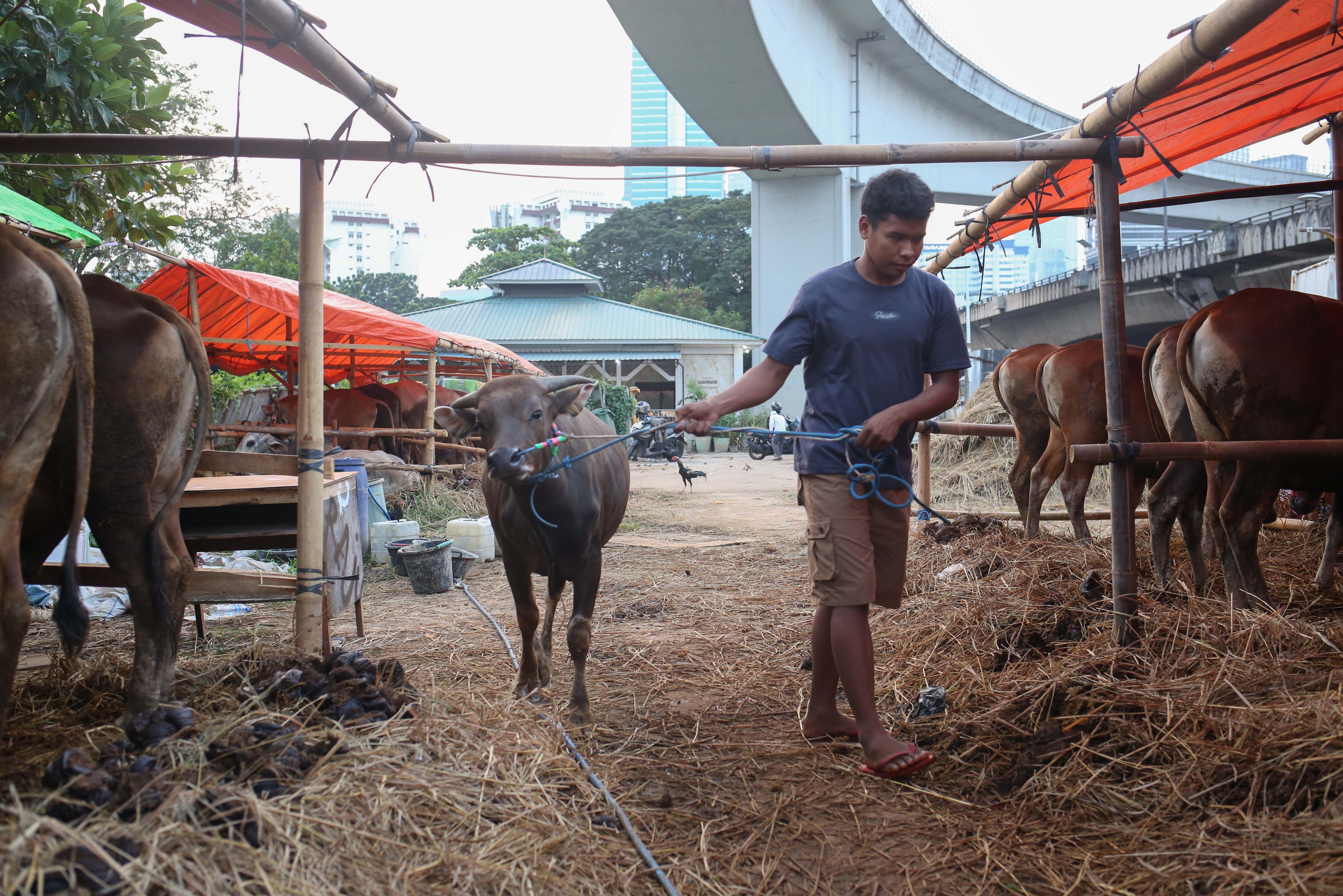 Pekerja memindahkan sapi asal Bima yang dijual di kawasan Gatot Subroto, Kuningan, Jakarta Selatan, Senin (11/5/2026). Sapi tersebut dijajakan dengan harga mulai dari Rp 14 juta hingga Rp 80 juta, tergantung dari ukuran dan bobotnya.
