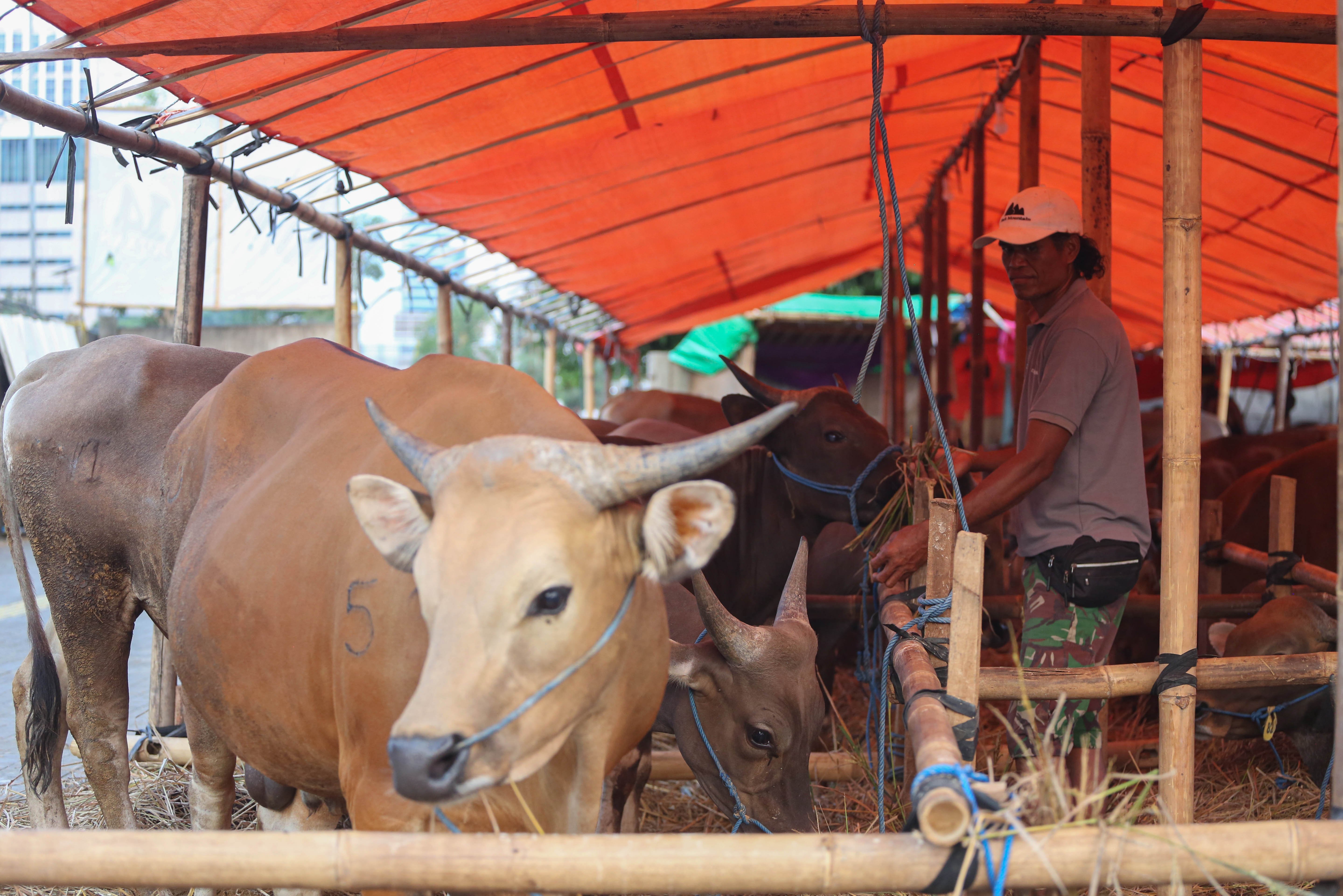 Pekerja memberi makan sapi asal Bima yang dijual di kawasan Gatot Subroto, Kuningan, Jakarta Selatan, Senin (11/5/2026). Sapi tersebut dijajakan dengan harga mulai dari Rp 14 juta hingga Rp 80 juta, tergantung dari ukuran dan bobotnya.