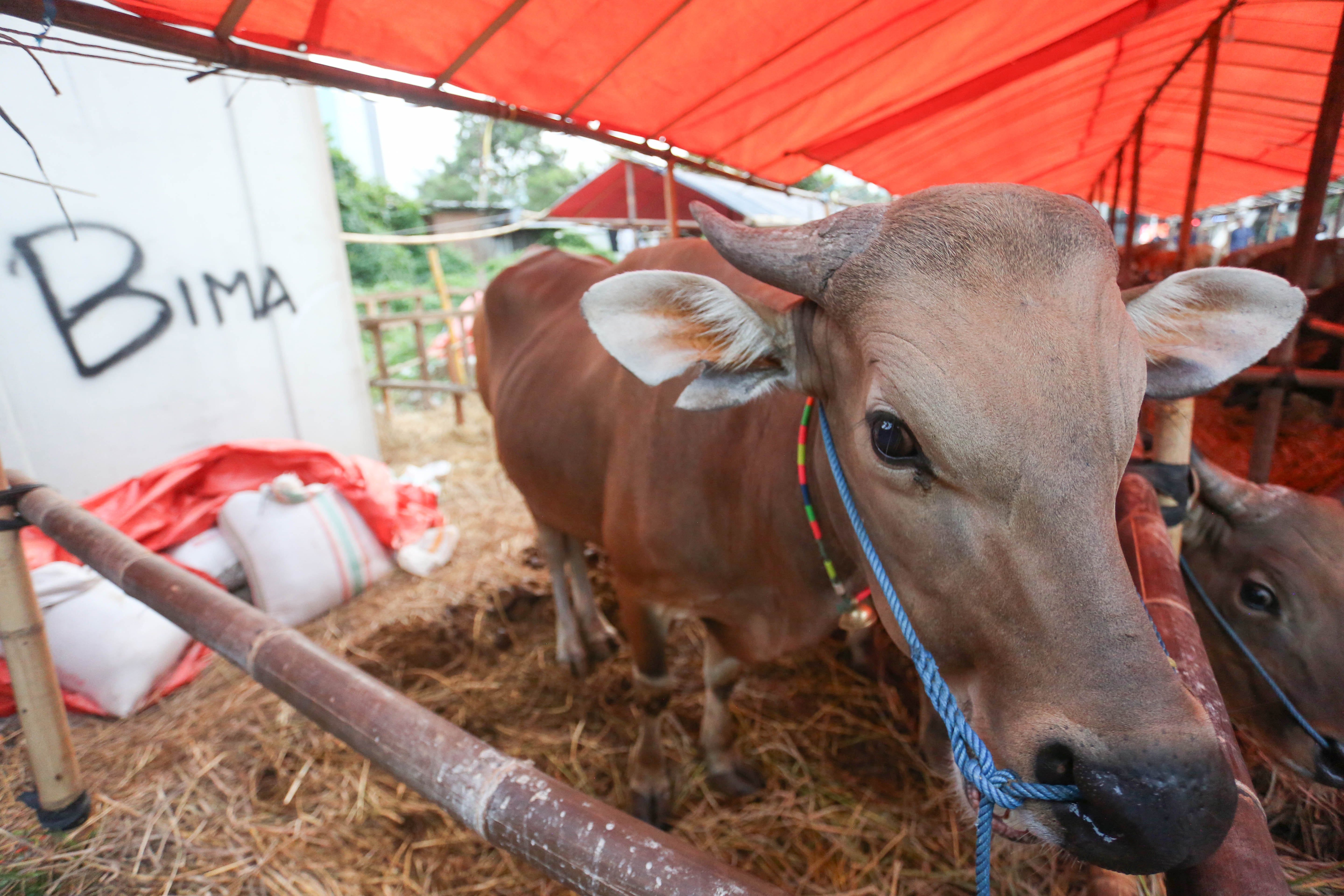 Sapi asal Bima yang dijual di kawasan Gatot Subroto, Kuningan, Jakarta Selatan, Senin (11/5/2026). Sapi tersebut dijajakan dengan harga mulai dari Rp 14 juta hingga Rp 80 juta, tergantung dari ukuran dan bobotnya.