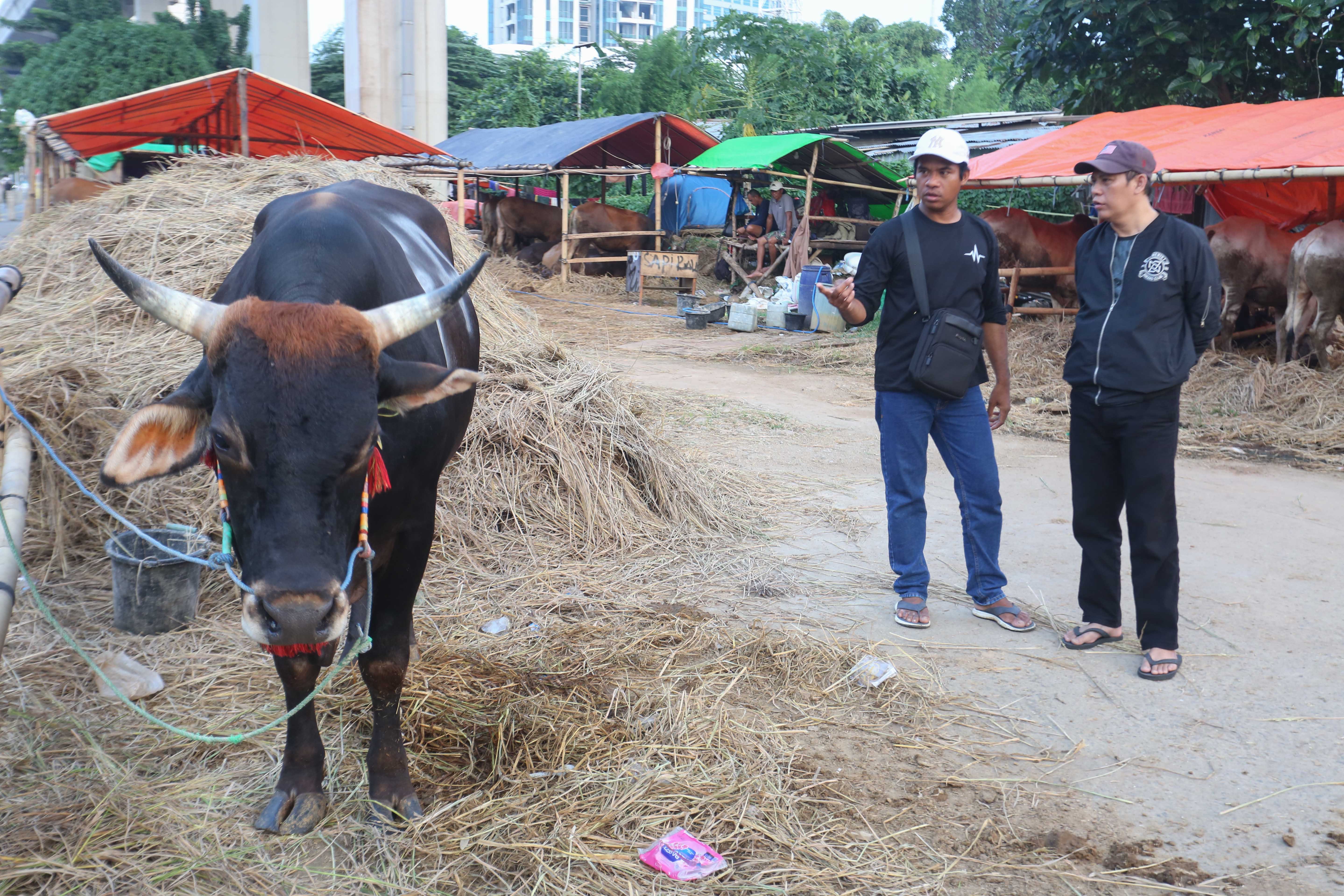 Said (35) (kiri) mendampingi calon pembeli saat melihat sapi asal Bima yang dijual di kawasan Gatot Subroto, Kuningan, Jakarta Selatan, Senin (11/5/2026). Sapi tersebut dijajakan dengan harga mulai dari Rp 14 juta hingga Rp 80 juta, tergantung dari ukuran dan bobotnya.