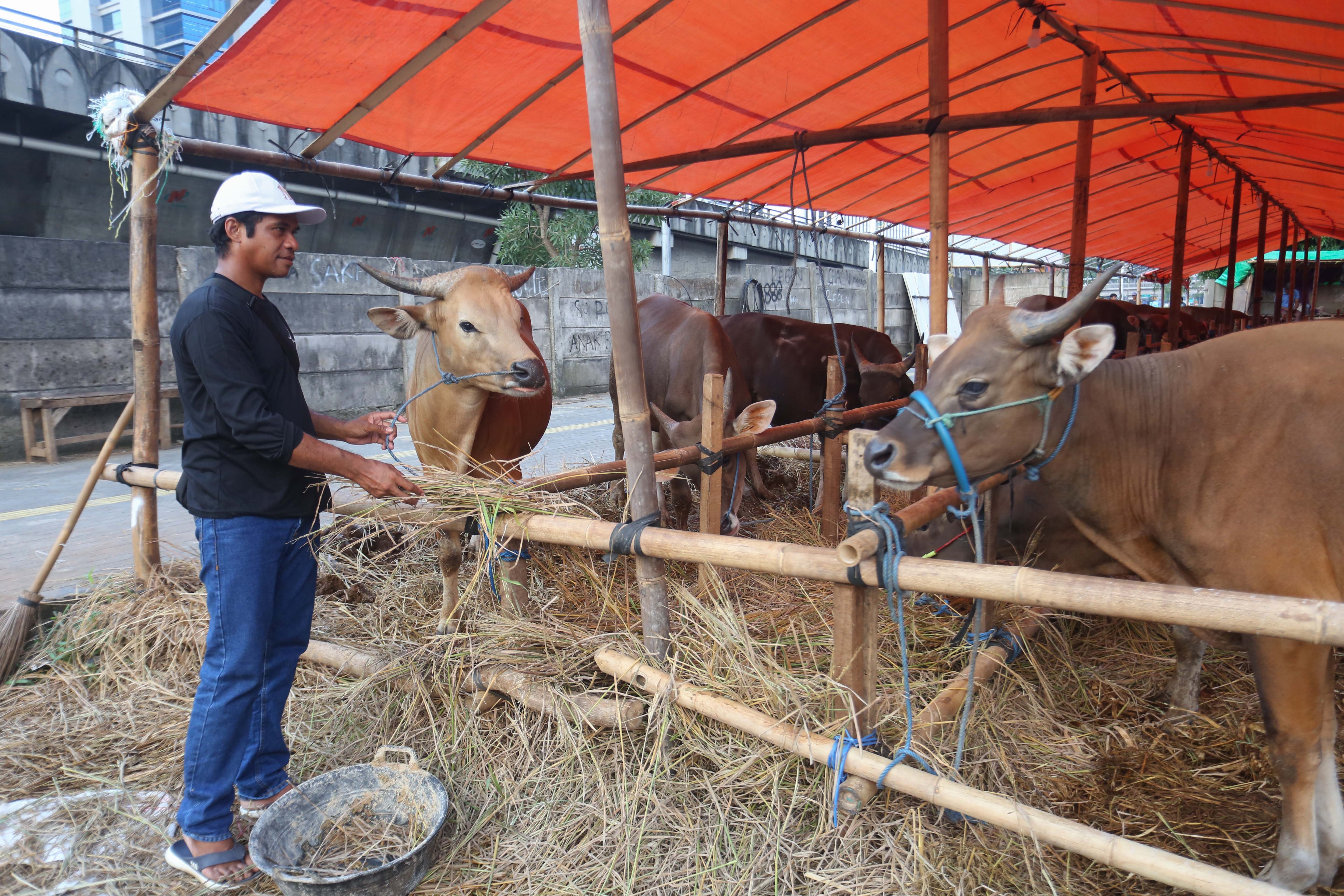 Said (35) memberi makan sapi asal Bima yang dijualnya di kawasan Gatot Subroto, Kuningan, Jakarta Selatan, Senin (11/5/2026). Sapi tersebut dijajakan dengan harga mulai dari Rp 14 juta hingga Rp 80 juta, tergantung dari ukuran dan bobotnya.