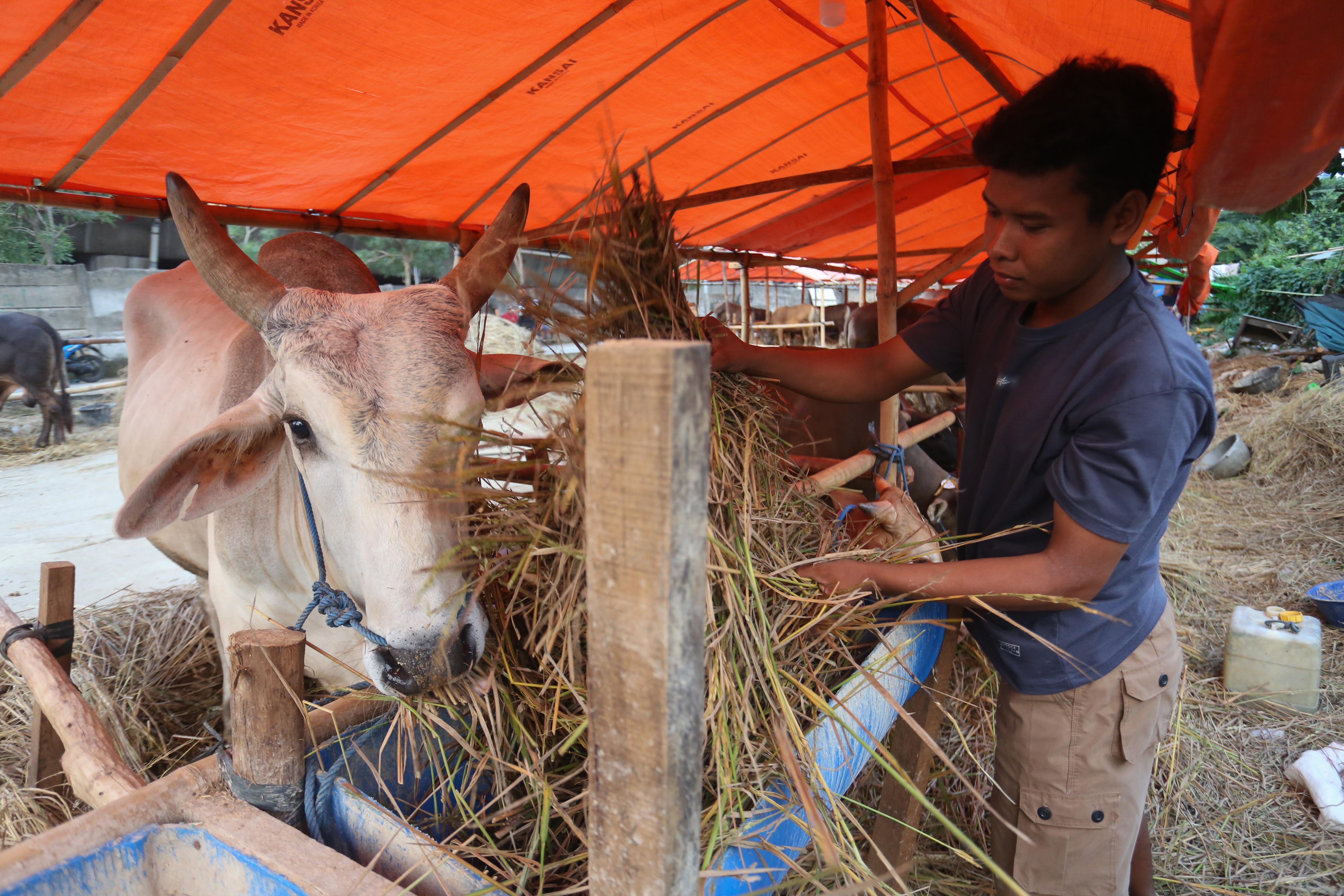 Pekerja memberi makan sapi asal Bima yang dijual di kawasan Gatot Subroto, Kuningan, Jakarta Selatan, Senin (11/5/2026). Sapi tersebut dijajakan dengan harga mulai dari Rp 14 juta hingga Rp 80 juta, tergantung dari ukuran dan bobotnya.