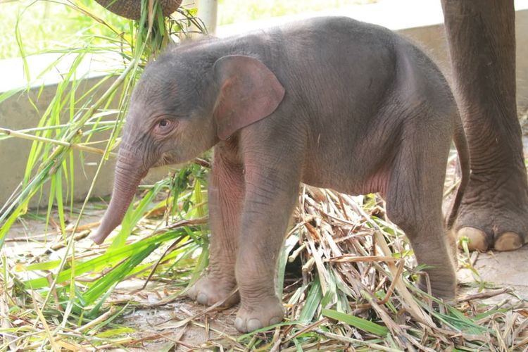 Bayi gajah Rut di Taman Satwa Lembah Hijau Lampung.