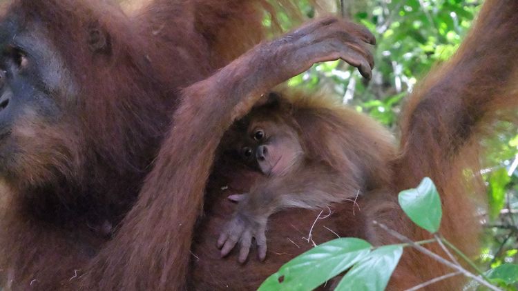 Bayi orangutan di kawasan Pusat Reintroduksi Orangutan Jantho di Cagar Alam (CA) Jantho, Kabupaten Aceh Besar.