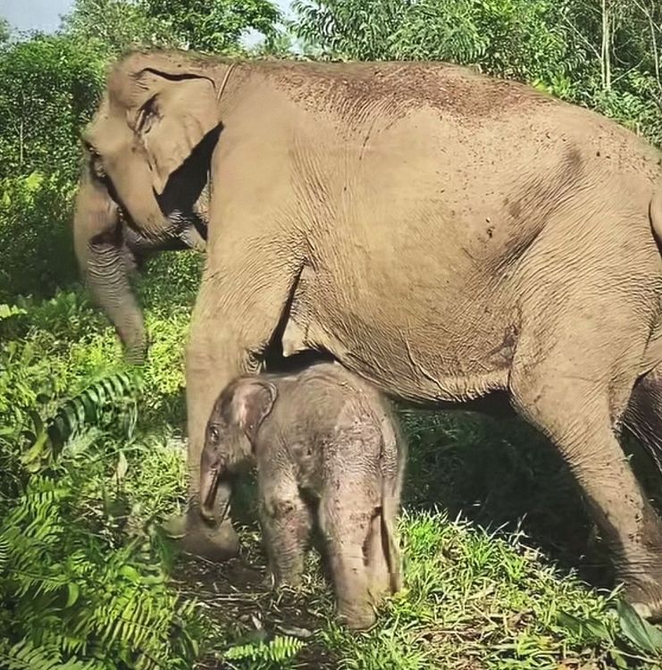 Induk Gajah Ria dan bayinya di Taman Nasional Tesso Nilo.