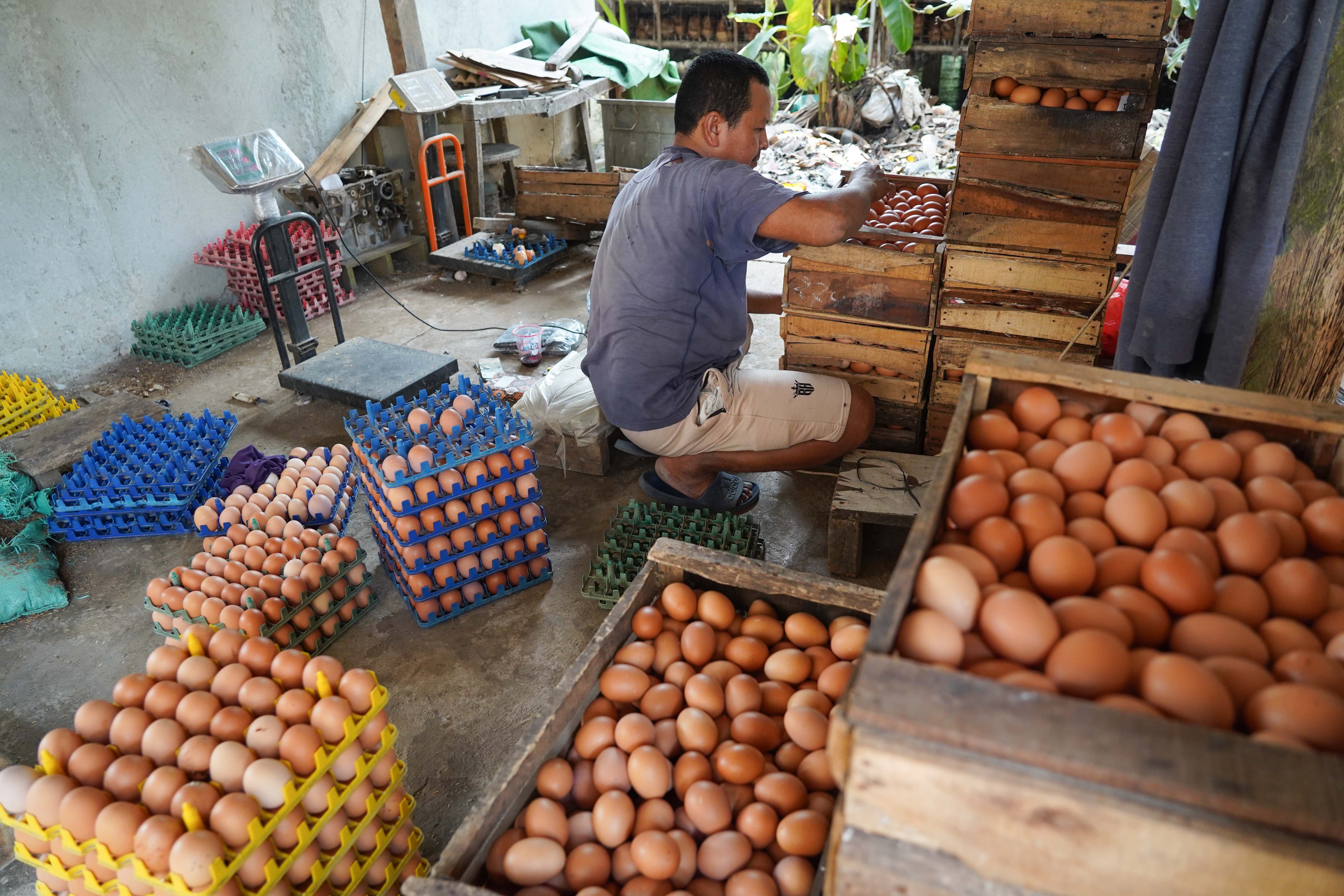 Peternak menata telur ayam yang telah dipanen di peternakan ayam kawasan Gunung Sindur, Kabupaten Bogor, Jawa Barat, Selasa (7/7/2026). Berdasarkan keterangan peternak sudah dua bulan terakhir harga telur anjlok dari Rp 26 ribu menjadi Rp 21.500 per kilogram yang disebabkan oleh menurunnya permintaan dari konsumen.