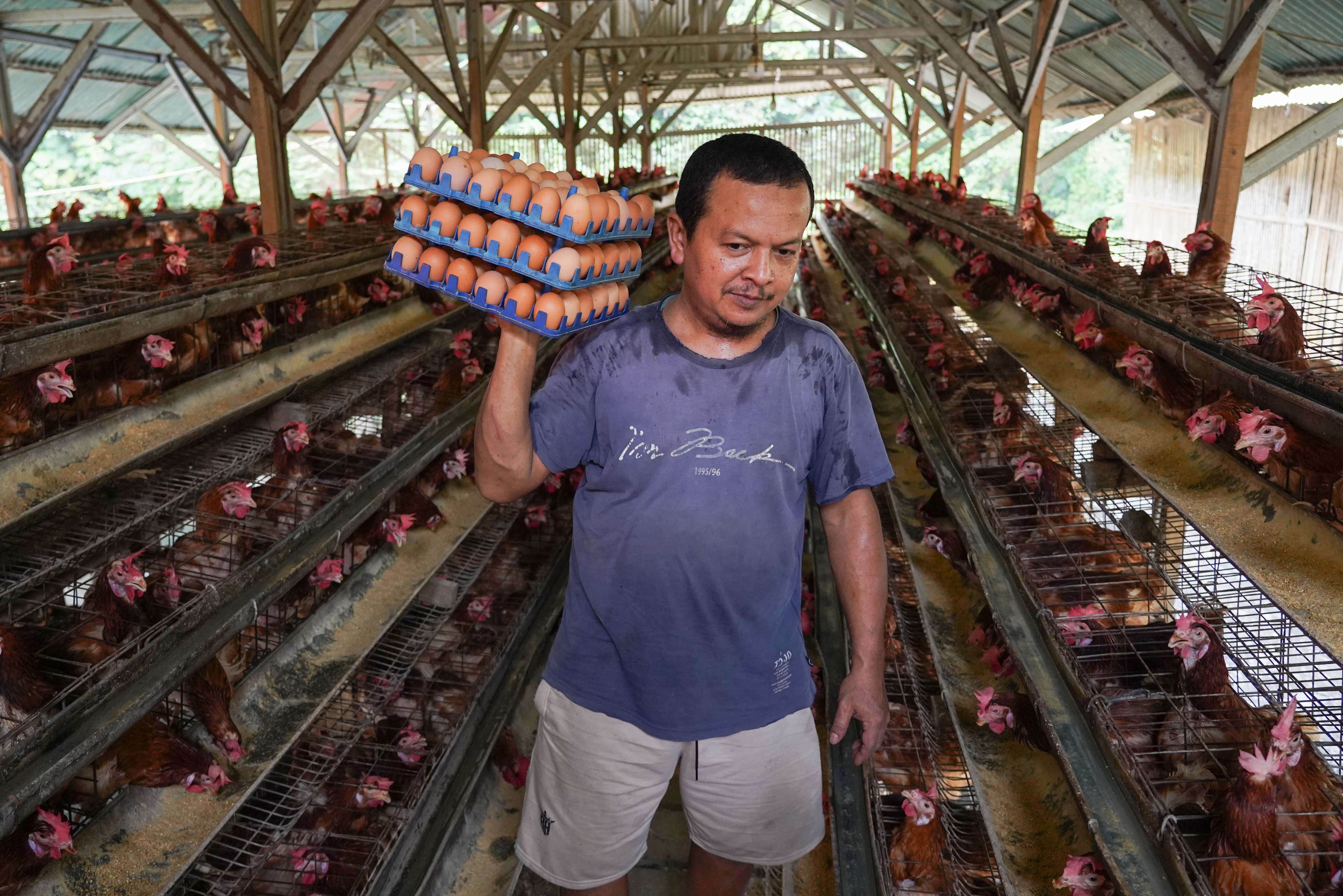 Peternak memanen telur ayam di peternakan ayam kawasan Gunung Sindur, Kabupaten Bogor, Jawa Barat, Selasa (7/7/2026). Berdasarkan keterangan peternak sudah dua bulan terakhir harga telur anjlok dari Rp 26 ribu menjadi Rp 21.500 per kilogram yang disebabkan oleh menurunnya permintaan dari konsumen.