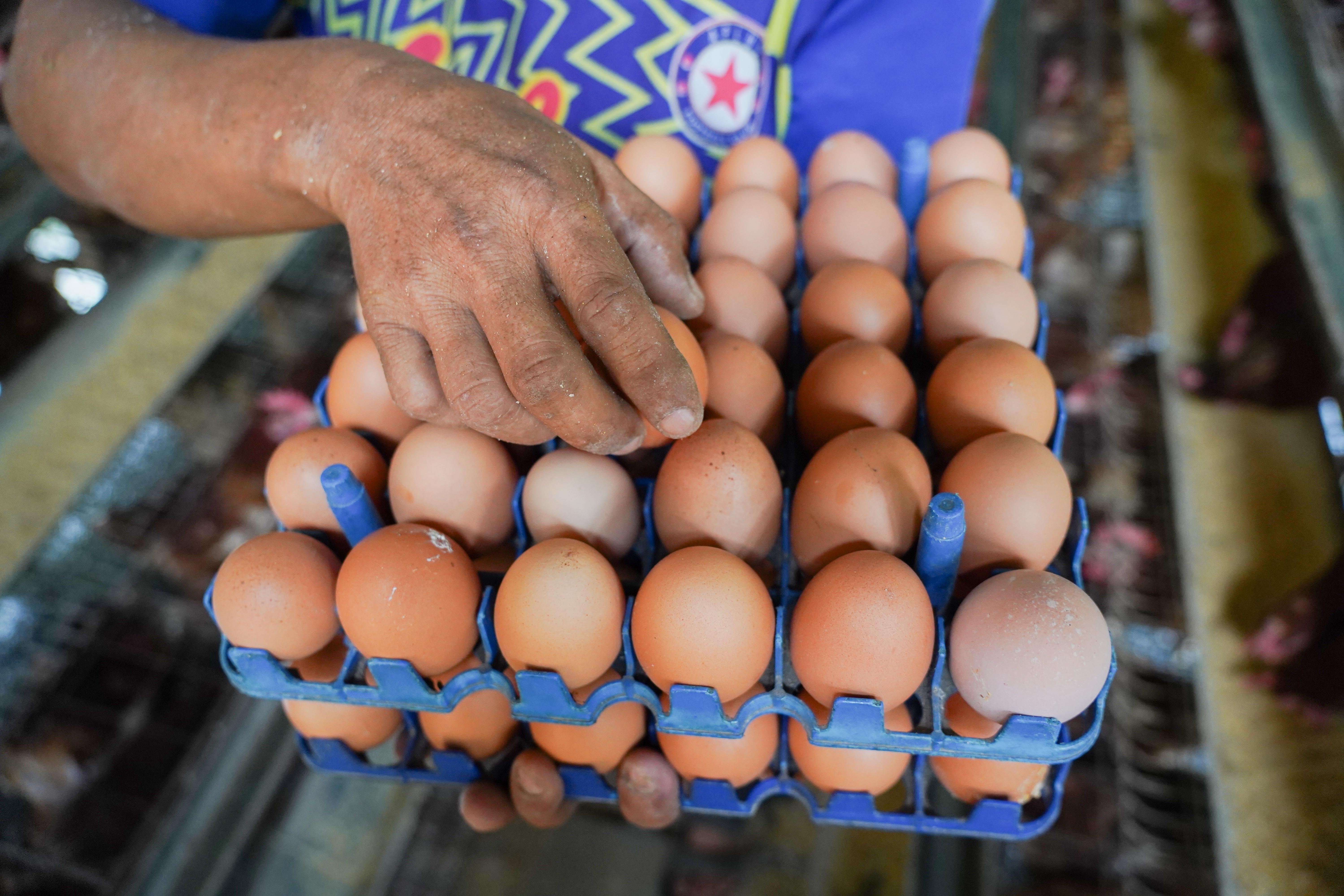 Peternak memanen telur ayam di peternakan ayam kawasan Gunung Sindur, Kabupaten Bogor, Jawa Barat, Selasa (7/7/2026). Berdasarkan keterangan peternak sudah dua bulan terakhir harga telur anjlok dari Rp 26 ribu menjadi Rp 21.500 per kilogram yang disebabkan oleh menurunnya permintaan dari konsumen.
