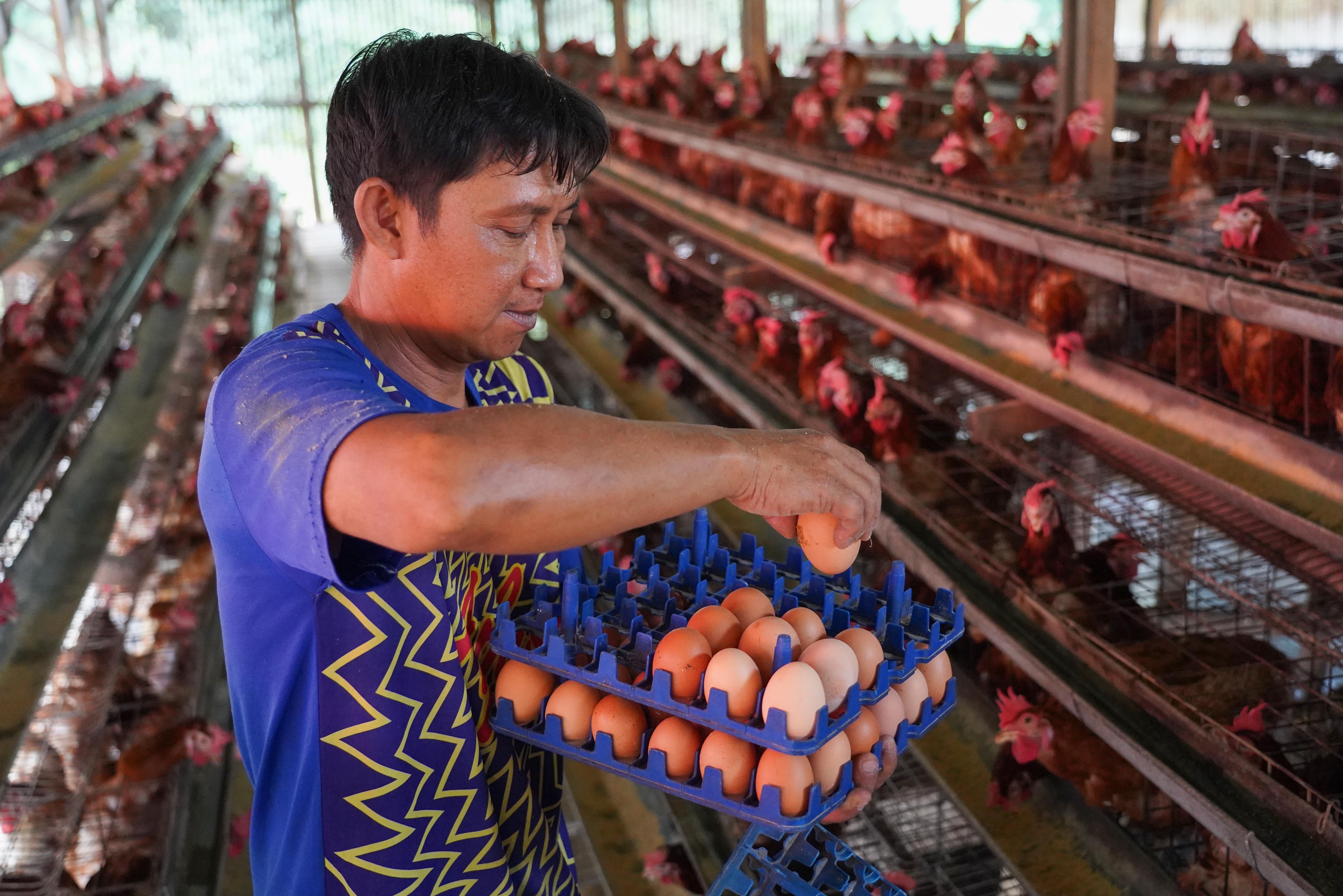 Peternak memanen telur ayam di peternakan ayam kawasan Gunung Sindur, Kabupaten Bogor, Jawa Barat, Selasa (7/7/2026). Berdasarkan keterangan peternak sudah dua bulan terakhir harga telur anjlok dari Rp 26 ribu menjadi Rp 21.500 per kilogram yang disebabkan oleh menurunnya permintaan dari konsumen.