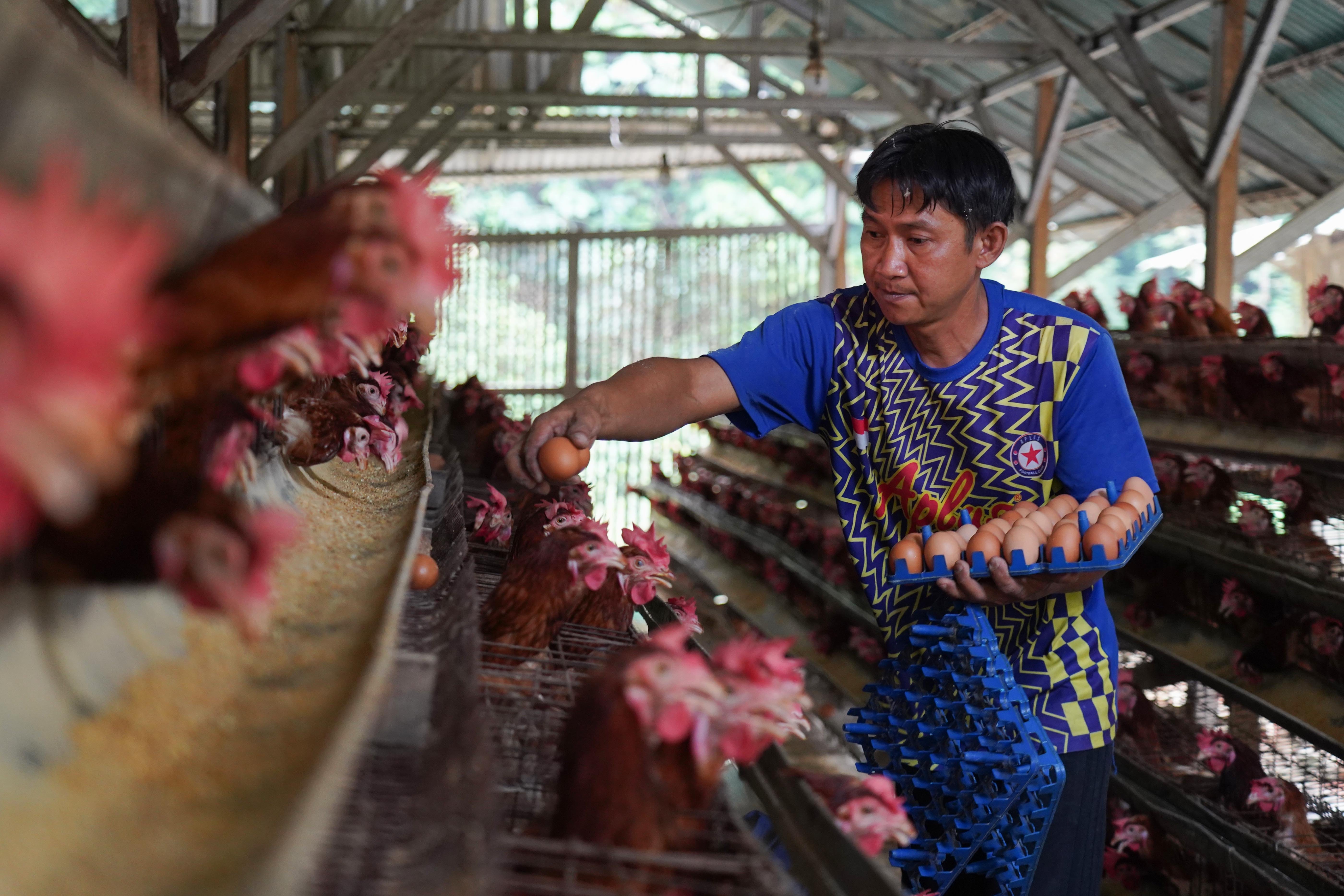 Peternak memanen telur ayam di peternakan ayam kawasan Gunung Sindur, Kabupaten Bogor, Jawa Barat, Selasa (7/7/2026). Berdasarkan keterangan peternak sudah dua bulan terakhir harga telur anjlok dari Rp 26 ribu menjadi Rp 21.500 per kilogram yang disebabkan oleh menurunnya permintaan dari konsumen.