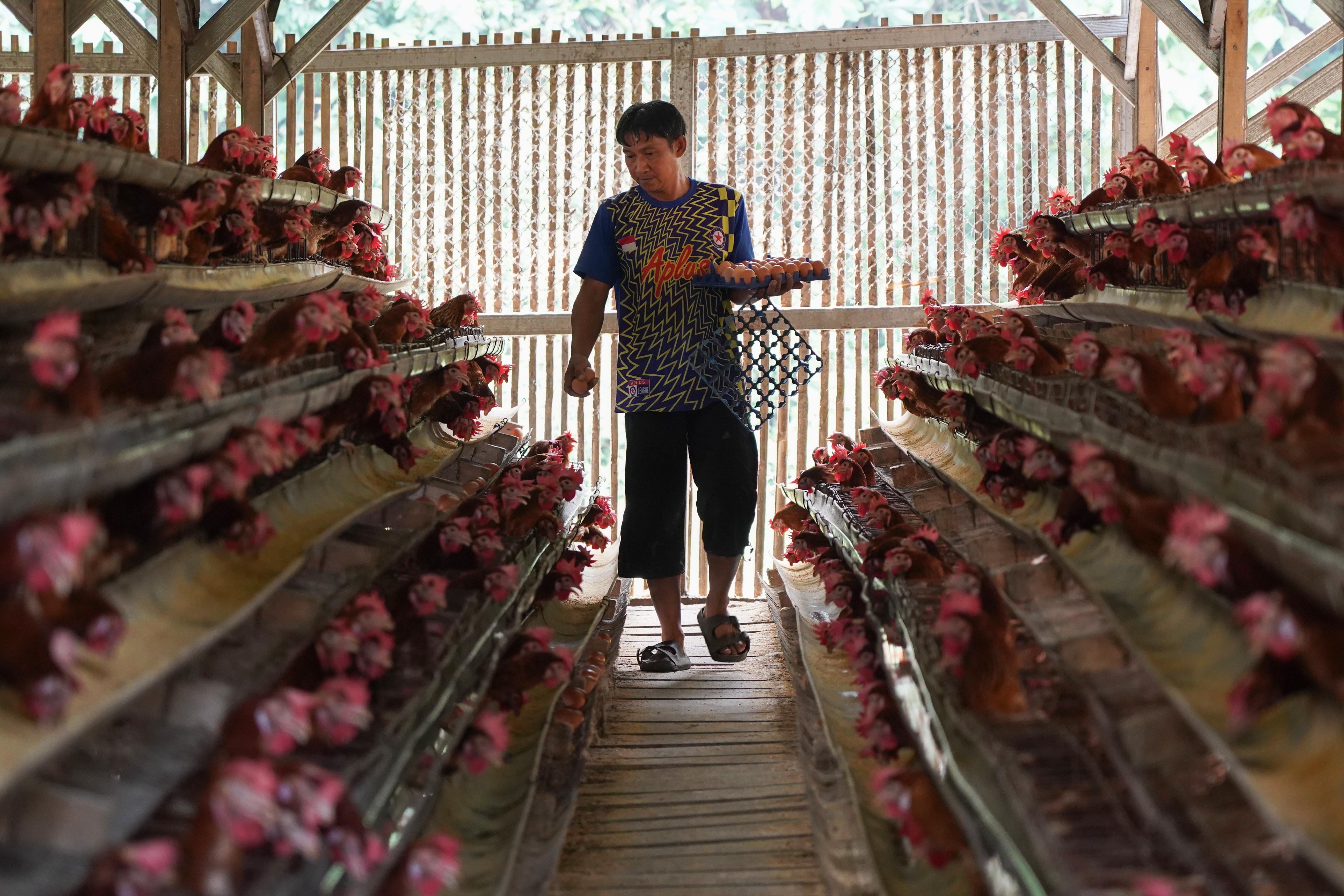 Peternak memanen telur ayam di peternakan ayam kawasan Gunung Sindur, Kabupaten Bogor, Jawa Barat, Selasa (7/7/2026). Berdasarkan keterangan peternak sudah dua bulan terakhir harga telur anjlok dari Rp 26 ribu menjadi Rp 21.500 per kilogram yang disebabkan oleh menurunnya permintaan dari konsumen.