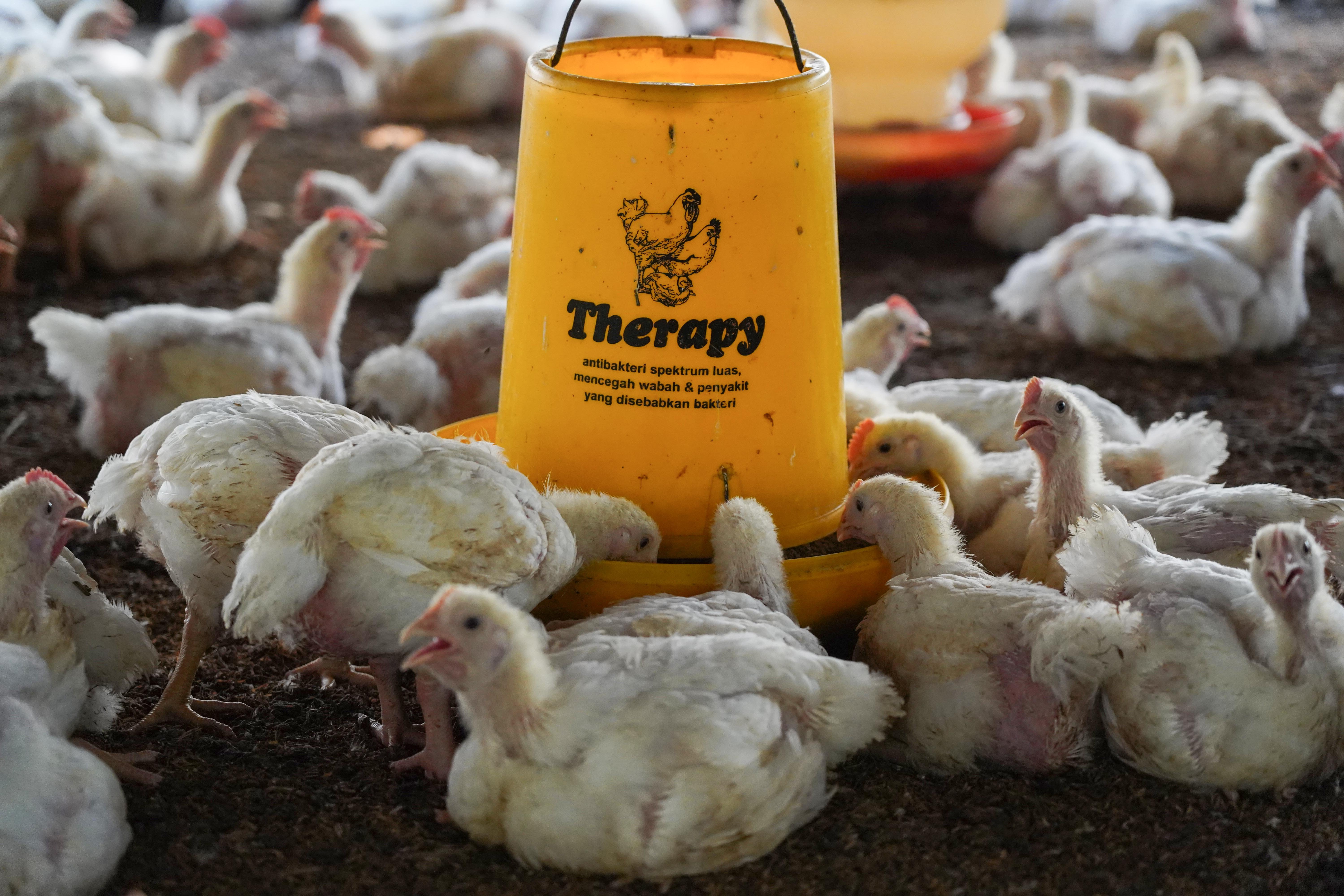 Sejumlah ayam yang diternak di peternakan ayam kawasan Gunung Sindur, Kabupaten Bogor, Jawa Barat, Selasa (7/7/2026). Berdasarkan keterangan peternak menurunnya permintaan dari konsumen membuat harga ayam anjlok dari Rp 25 ribu menjadi Rp 17 ribu per ekor.