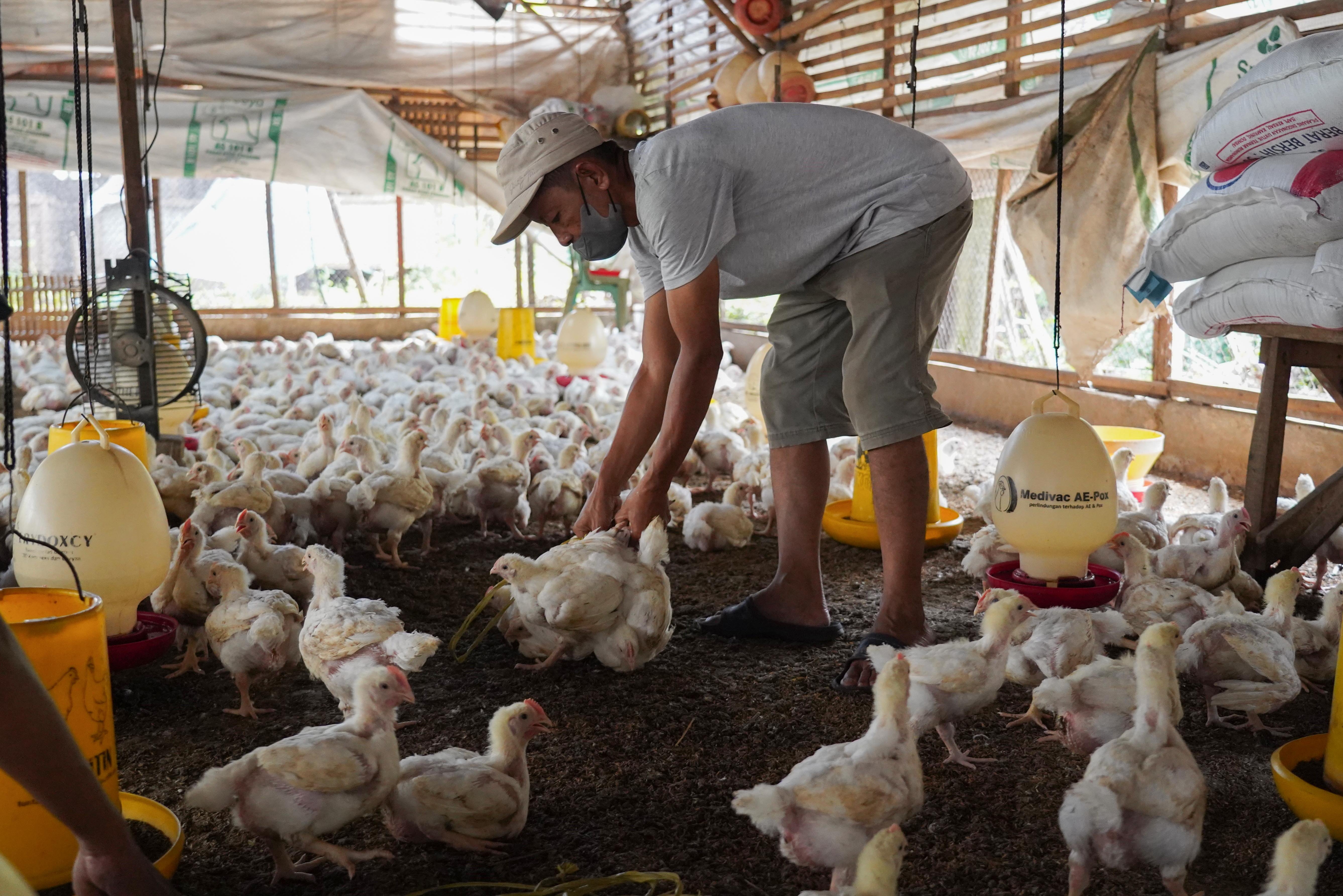 Peternak mengecek kondisi kesehatan ayam di peternakan ayam kawasan Gunung Sindur, Kabupaten Bogor, Jawa Barat, Selasa (7/7/2026). Berdasarkan keterangan peternak menurunnya permintaan dari konsumen membuat harga ayam anjlok dari Rp 25 ribu menjadi Rp 17 ribu per ekor.