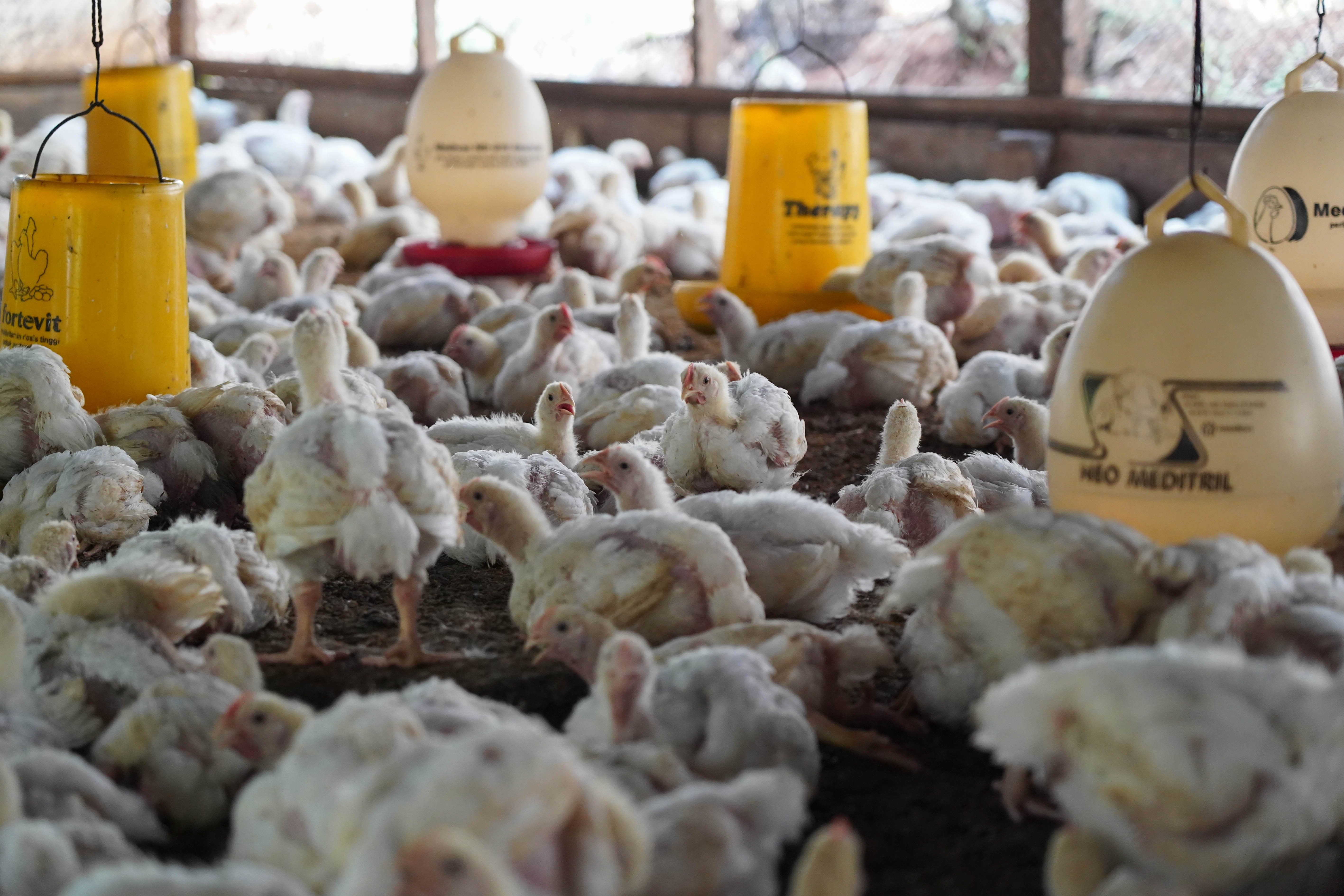 Sejumlah ayam yang diternak di peternakan ayam kawasan Gunung Sindur, Kabupaten Bogor, Jawa Barat, Selasa (7/7/2026). Berdasarkan keterangan peternak menurunnya permintaan dari konsumen membuat harga ayam anjlok dari Rp 25 ribu menjadi Rp 17 ribu per ekor.