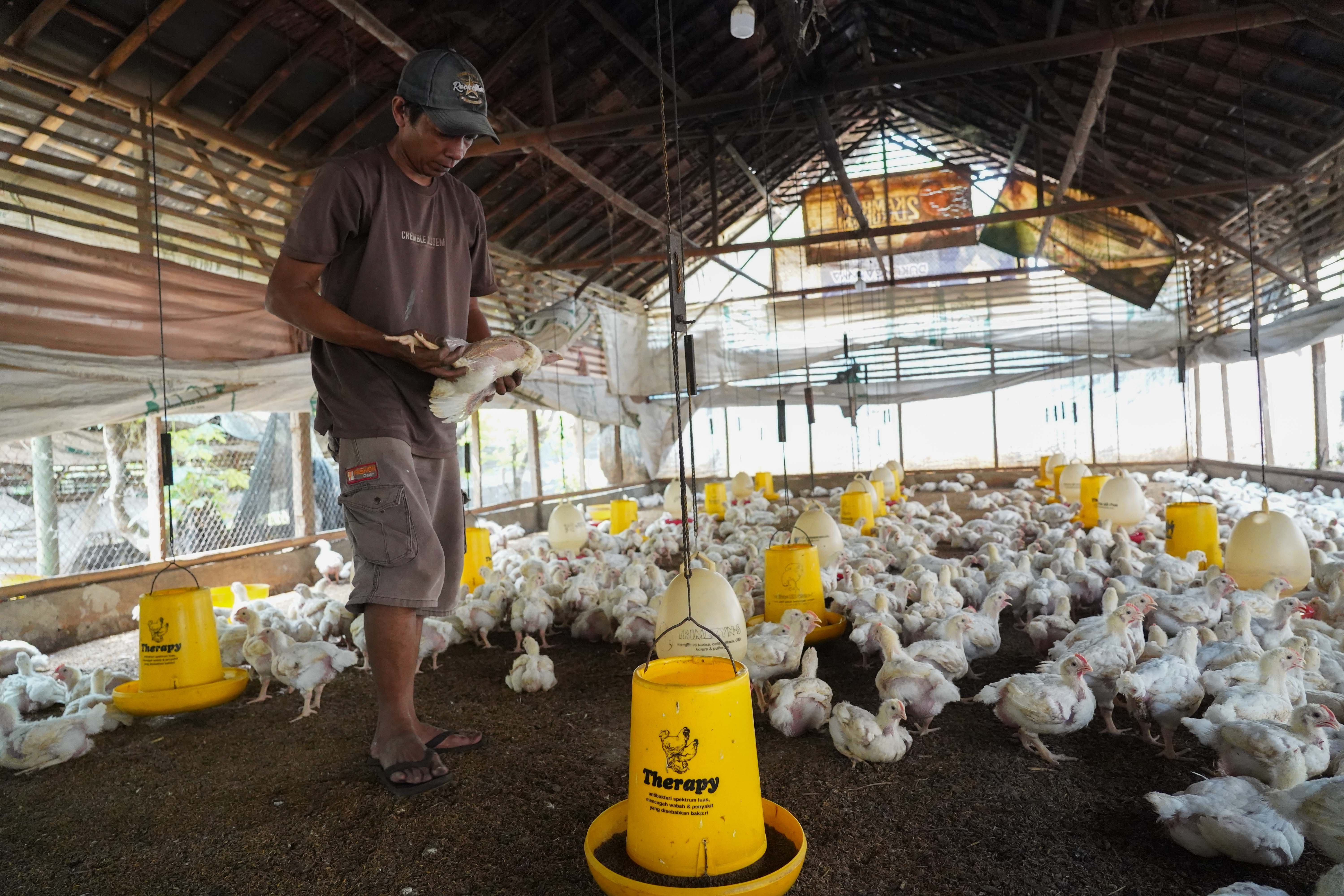 Peternak mengecek kondisi kesehatan ayam di peternakan ayam kawasan Gunung Sindur, Kabupaten Bogor, Jawa Barat, Selasa (7/7/2026). Berdasarkan keterangan peternak menurunnya permintaan dari konsumen membuat harga ayam anjlok dari Rp 25 ribu menjadi Rp 17 ribu per ekor.