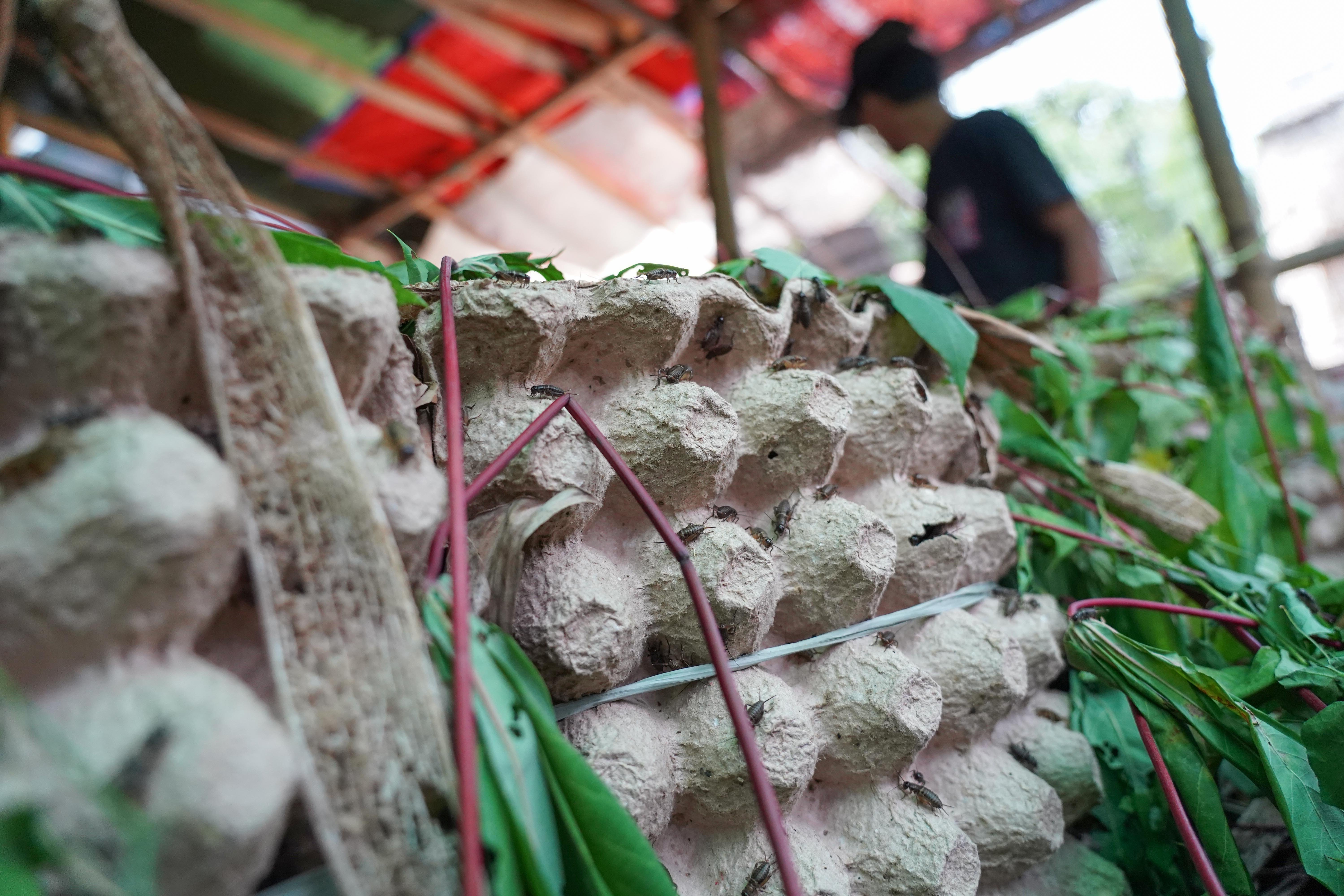 Peternak memberikan pakan ke jangkrik yang dibudidayakan di Kampung Curug, Bojongsari, Kota Depok, Jawa Barat, Senin (20/7/2026). Dalam sebulan peternak mampu memanen jangkrik hingga 30 kilogram per boksnya dengan harga jual Rp 26 ribu per kilogram.