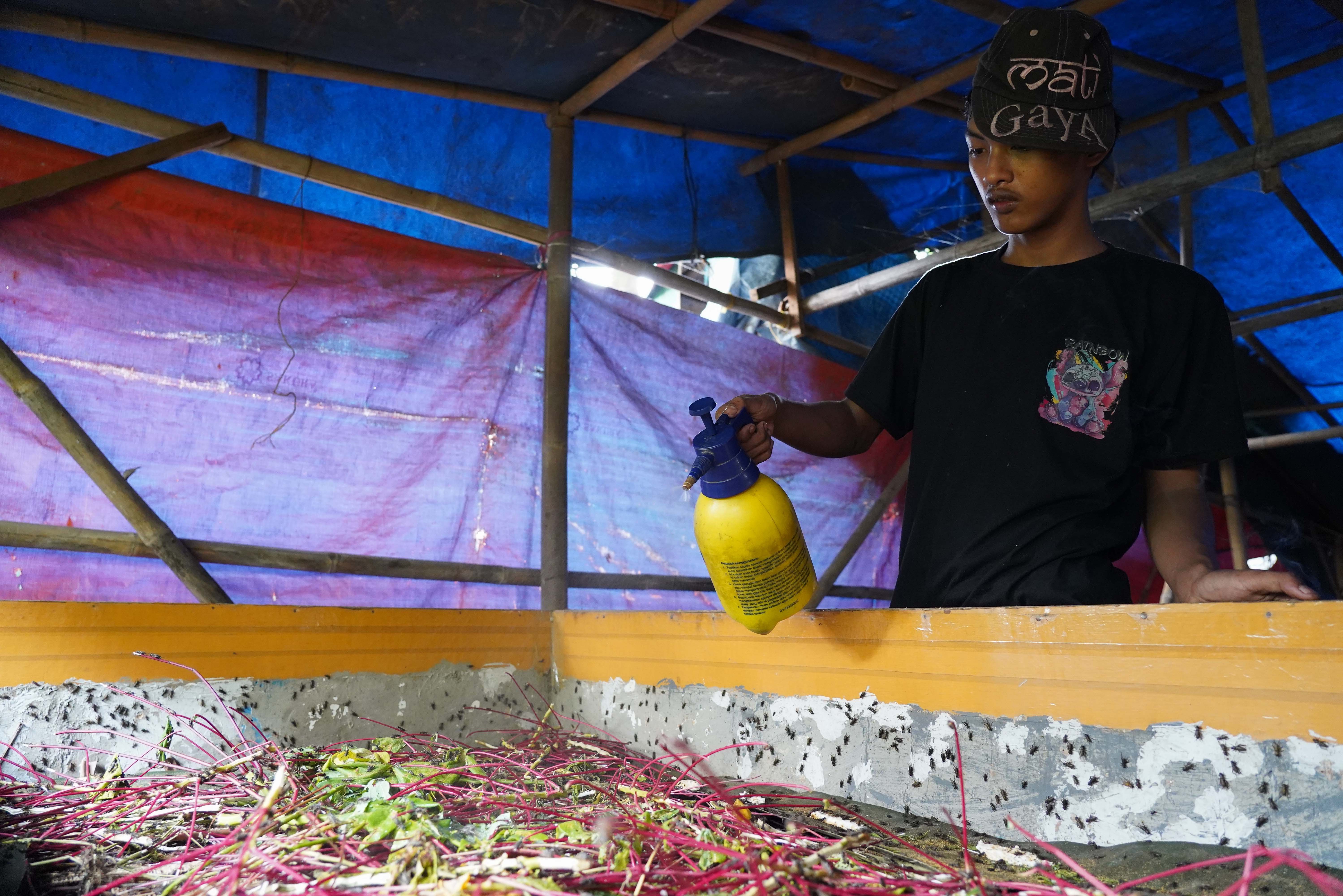 Peternak memberikan pakan ke jangkrik yang dibudidayakan di Kampung Curug, Bojongsari, Kota Depok, Jawa Barat, Senin (20/7/2026). Dalam sebulan peternak mampu memanen jangkrik hingga 30 kilogram per boksnya dengan harga jual Rp 26 ribu per kilogram.