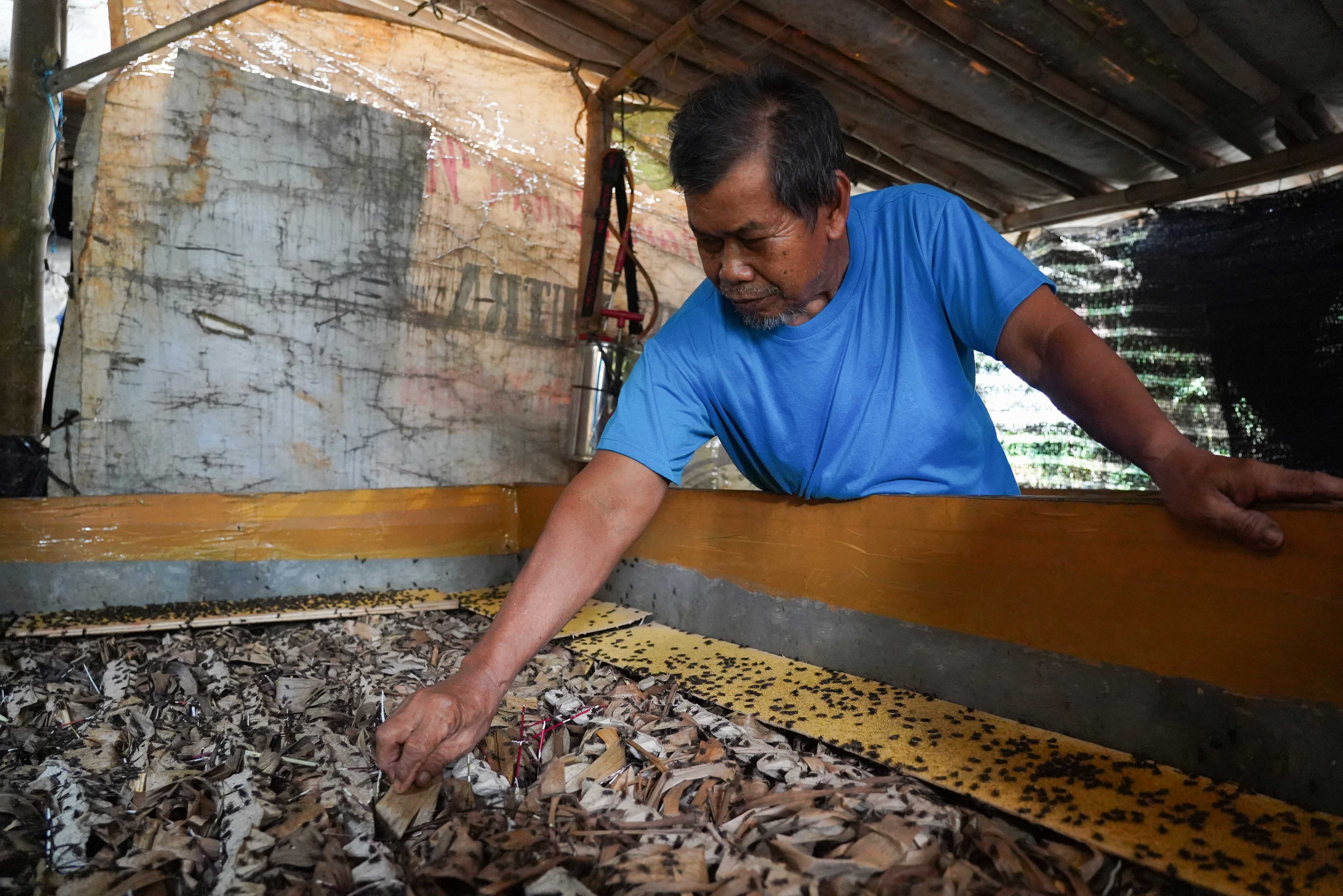 Peternak memberikan pakan ke jangkrik yang dibudidayakan di Kampung Curug, Bojongsari, Kota Depok, Jawa Barat, Senin (20/7/2026). Dalam sebulan peternak mampu memanen jangkrik hingga 30 kilogram per boksnya dengan harga jual Rp 26 ribu per kilogram.