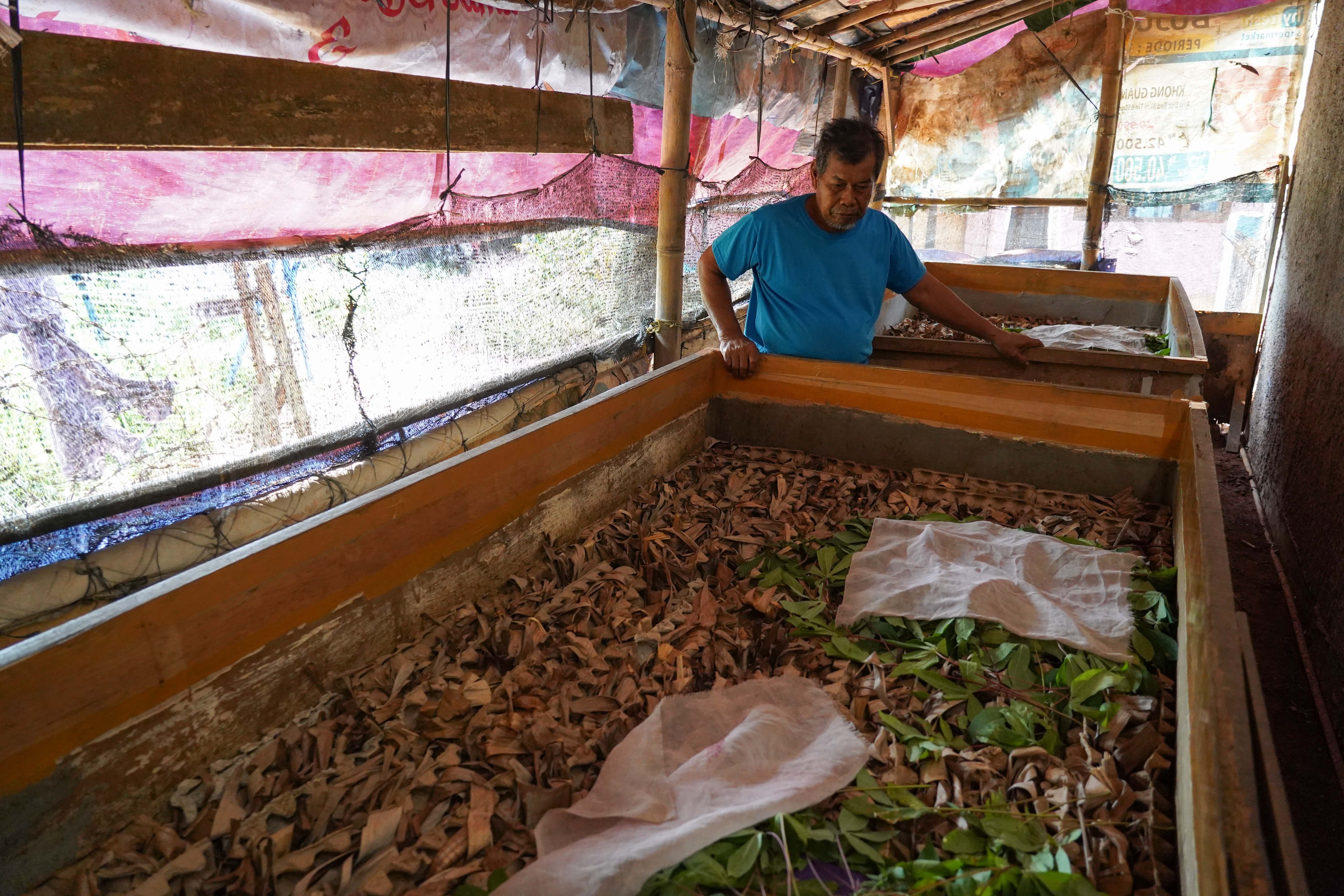 Peternak memberikan pakan ke jangkrik yang dibudidayakan di Kampung Curug, Bojongsari, Kota Depok, Jawa Barat, Senin (20/7/2026). Dalam sebulan peternak mampu memanen jangkrik hingga 30 kilogram per boksnya dengan harga jual Rp 26 ribu per kilogram.