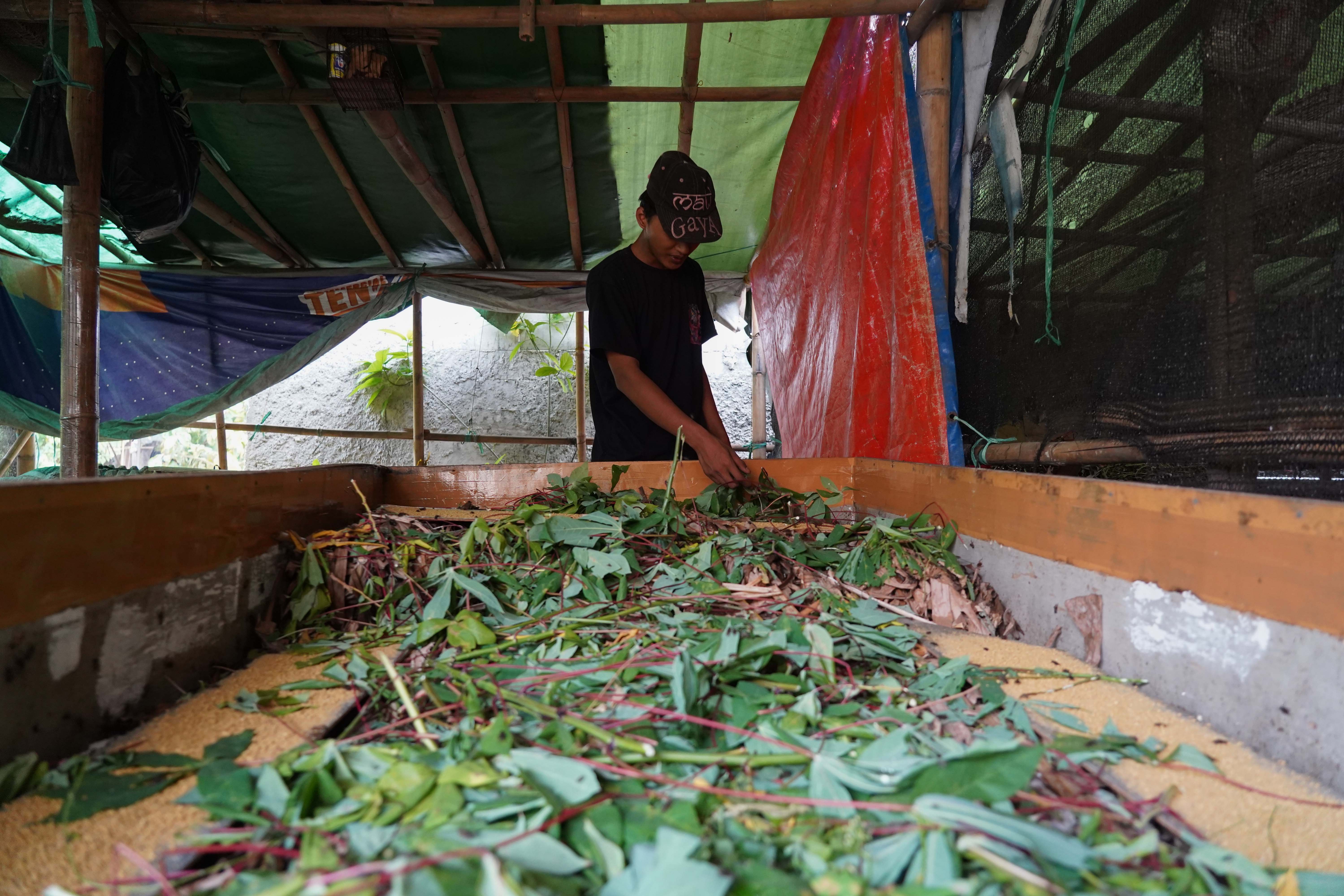 Peternak memberikan pakan ke jangkrik yang dibudidayakan di Kampung Curug, Bojongsari, Kota Depok, Jawa Barat, Senin (20/7/2026). Dalam sebulan peternak mampu memanen jangkrik hingga 30 kilogram per boksnya dengan harga jual Rp 26 ribu per kilogram.