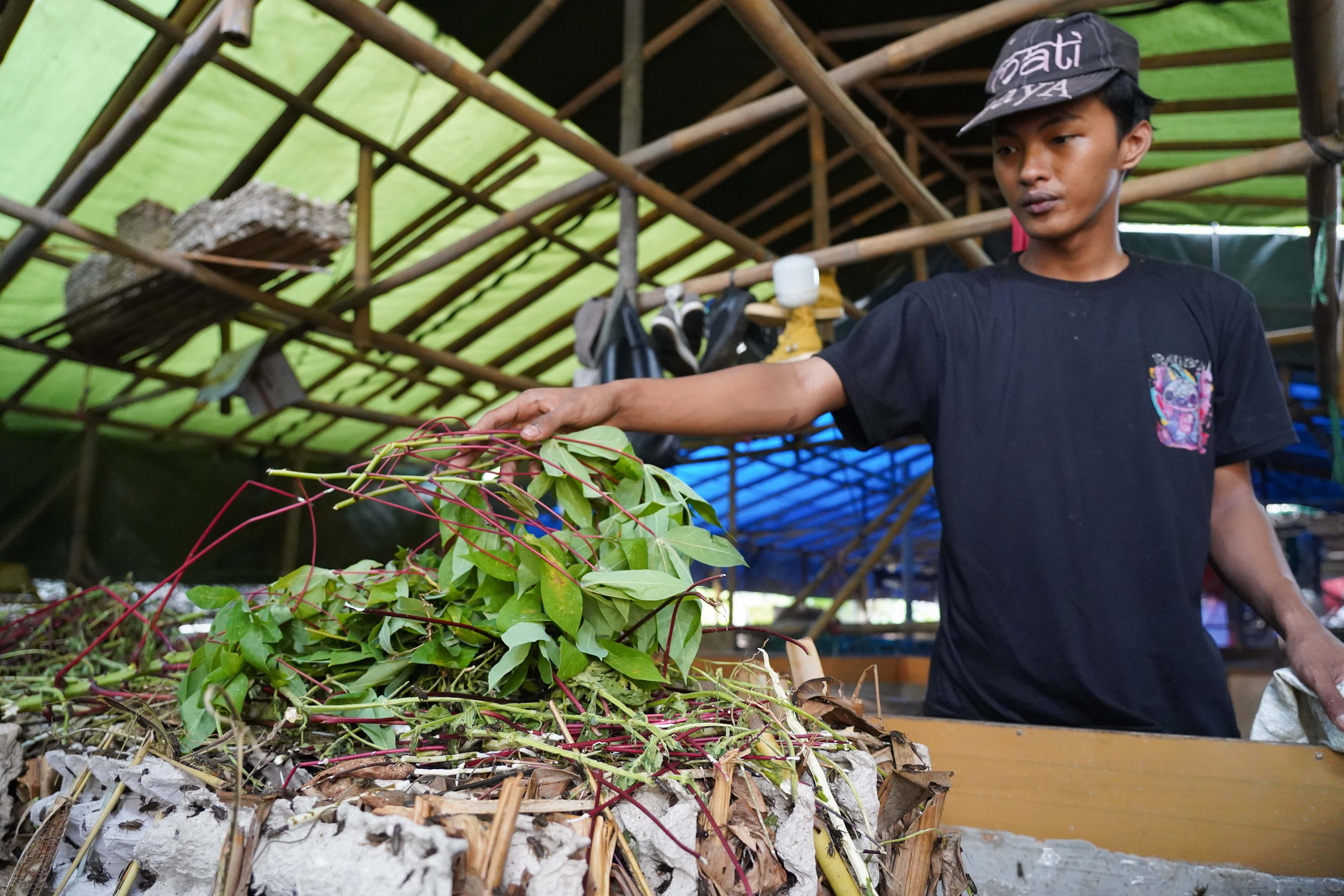 Peternak memberikan pakan ke jangkrik yang dibudidayakan di Kampung Curug, Bojongsari, Kota Depok, Jawa Barat, Senin (20/7/2026). Dalam sebulan peternak mampu memanen jangkrik hingga 30 kilogram per boksnya dengan harga jual Rp 26 ribu per kilogram.