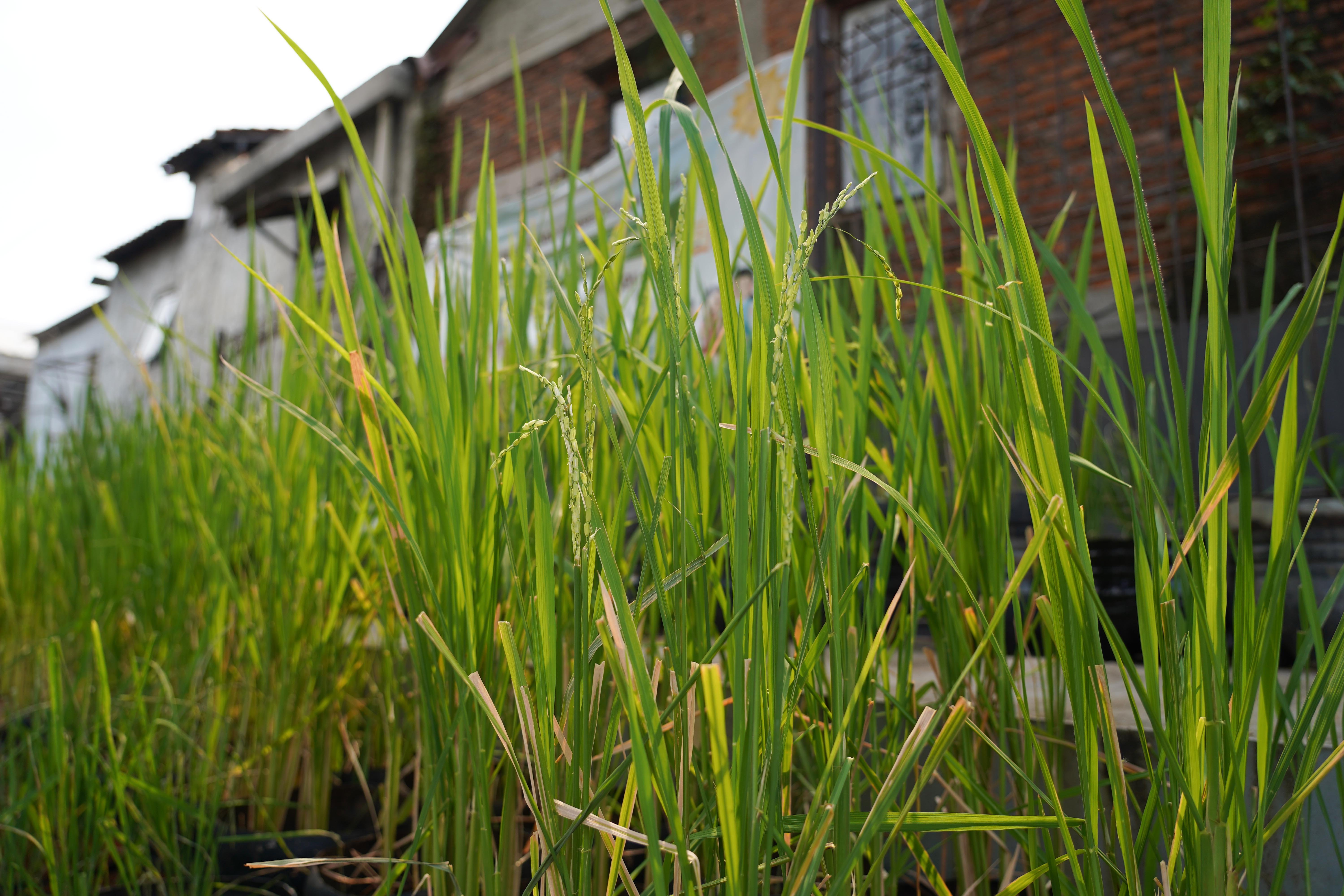 Padi yang ditanam menggunakan galon bekas di RPTRA Belimbing, Pasar Minggu, Jakarta Selatan, Rabu (29/7/2026). Program urban farming dengan budi daya padi yang memanfaatkan bekas galon ini dilakukan untuk mengurangi limbah plastik sekaligus menjaga ketahanan pangan di sekitar wilayah tersebut.