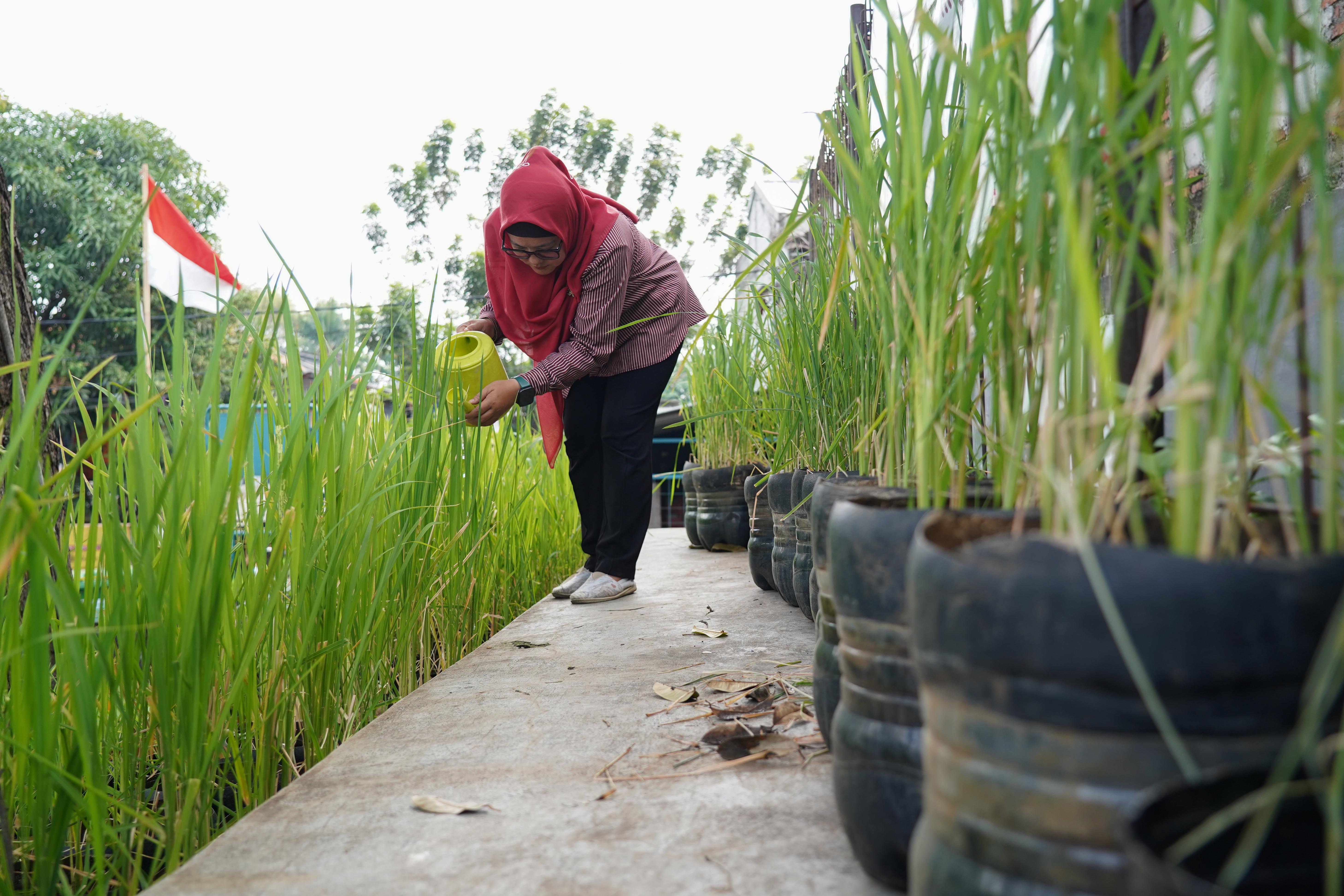 Anggota Posyantek Kreya Loka merawat padi yang ditanam menggunakan galon bekas di RPTRA Belimbing, Pasar Minggu, Jakarta Selatan, Rabu (29/7/2026). Program urban farming dengan budi daya padi yang memanfaatkan bekas galon ini dilakukan untuk mengurangi limbah plastik sekaligus menjaga ketahanan pangan di sekitar wilayah tersebut.