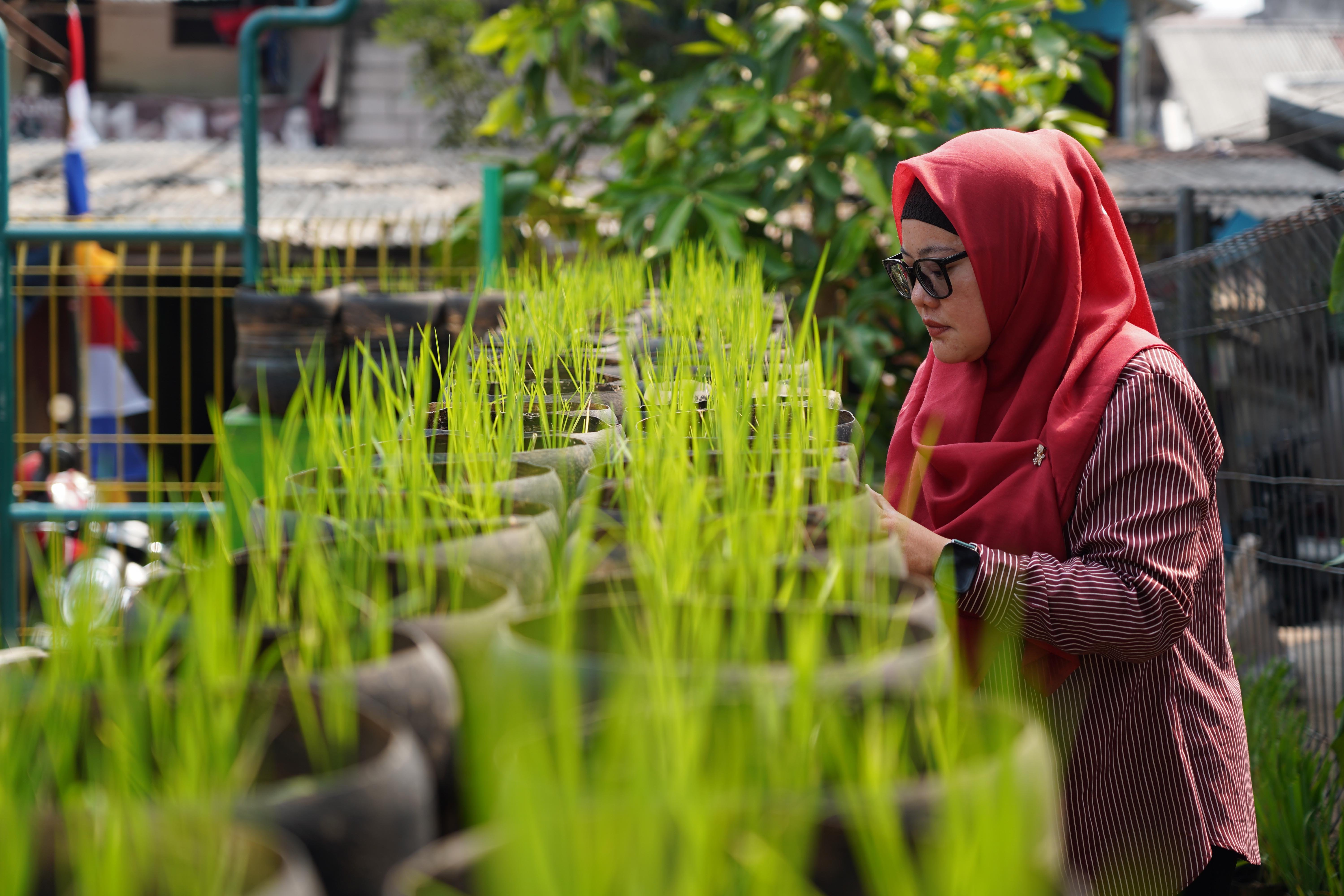 Anggota Posyantek Kreya Loka merawat padi yang ditanam menggunakan galon bekas di RPTRA Belimbing, Pasar Minggu, Jakarta Selatan, Rabu (29/7/2026). Program urban farming dengan budi daya padi yang memanfaatkan bekas galon ini dilakukan untuk mengurangi limbah plastik sekaligus menjaga ketahanan pangan di sekitar wilayah tersebut.