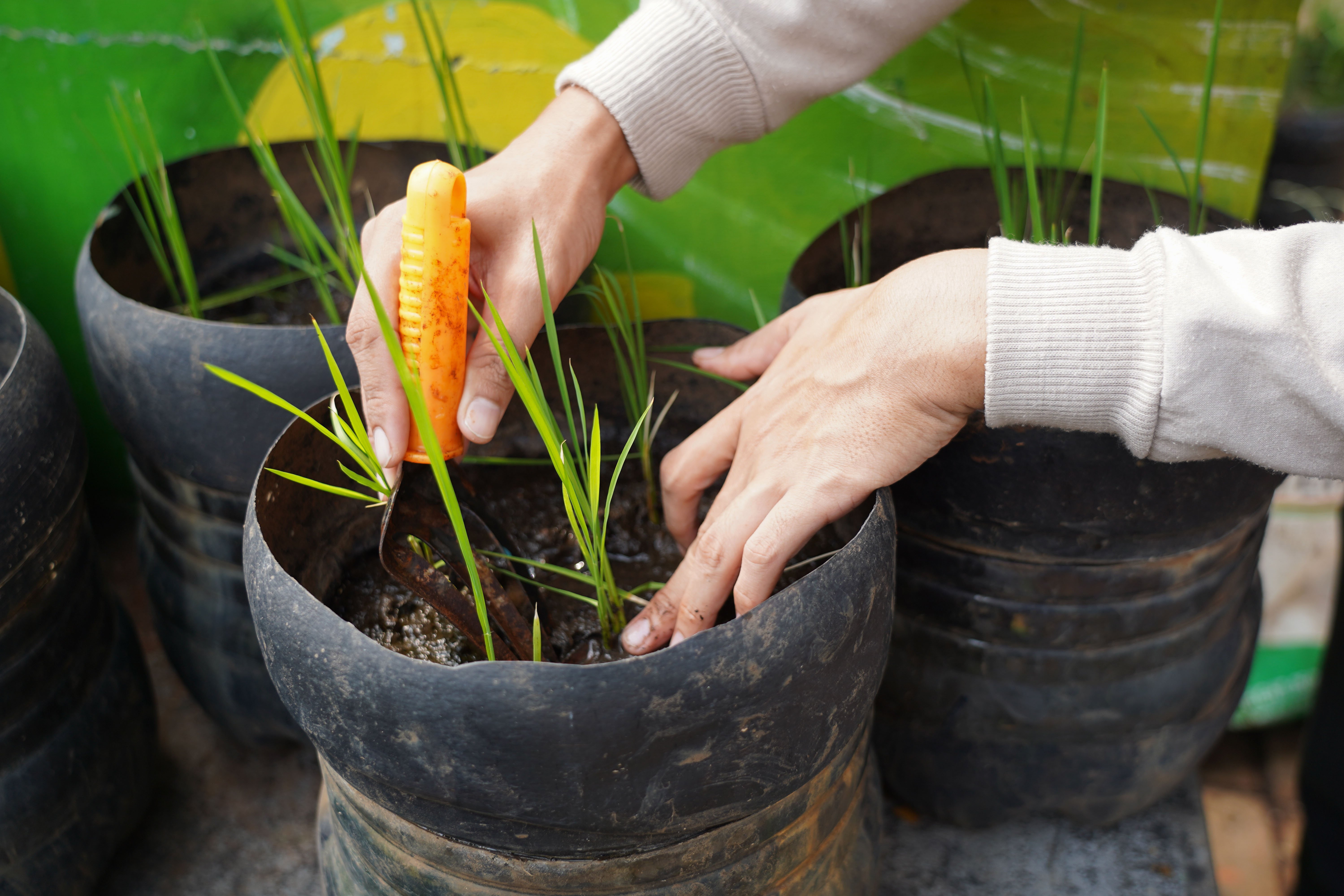 Anggota Posyantek Kreya Loka merawat padi yang ditanam menggunakan galon bekas di RPTRA Belimbing, Pasar Minggu, Jakarta Selatan, Rabu (29/7/2026). Program urban farming dengan budi daya padi yang memanfaatkan bekas galon ini dilakukan untuk mengurangi limbah plastik sekaligus menjaga ketahanan pangan di sekitar wilayah tersebut.