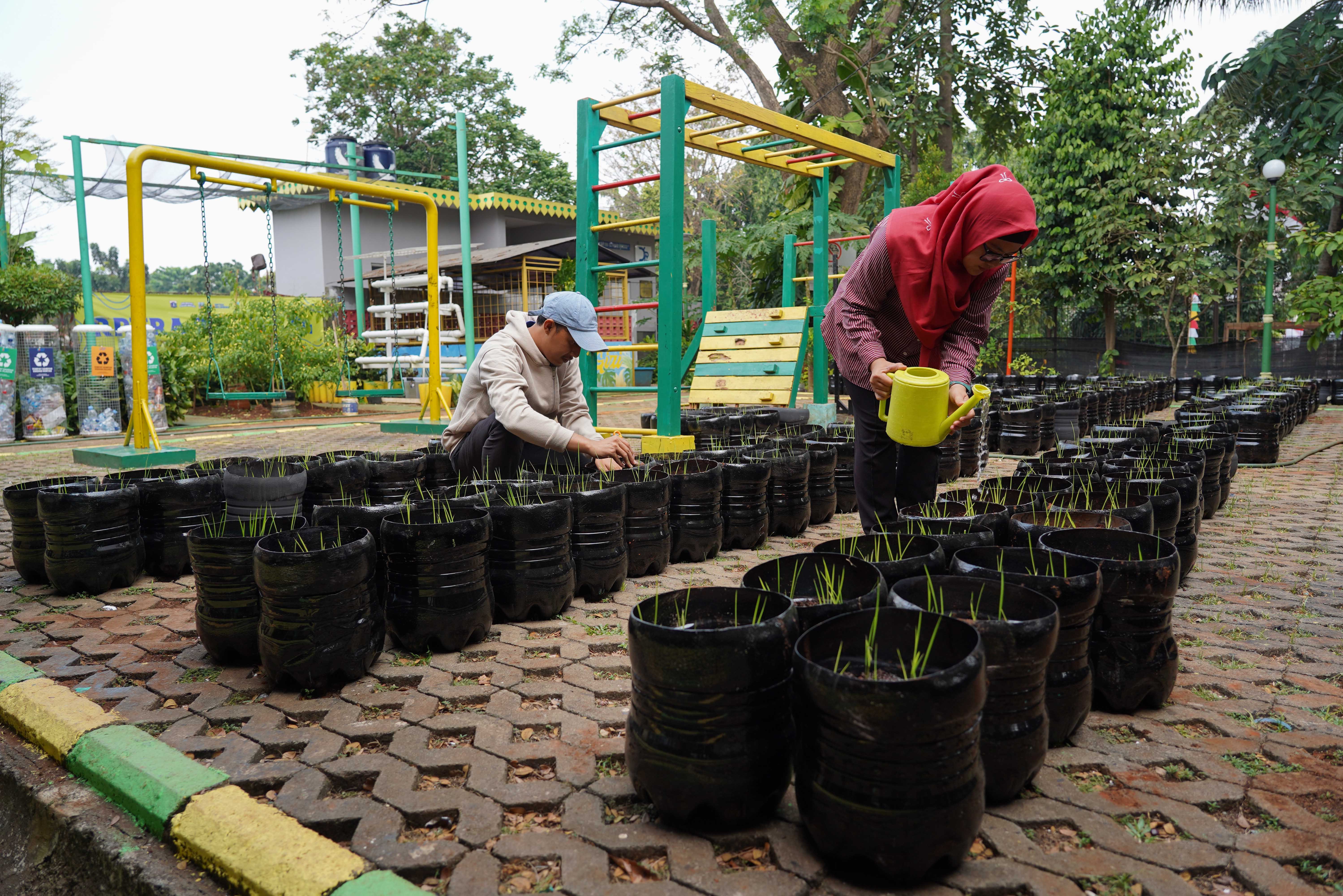 Anggota Posyantek Kreya Loka merawat padi yang ditanam menggunakan galon bekas di RPTRA Belimbing, Pasar Minggu, Jakarta Selatan, Rabu (29/7/2026). Program urban farming dengan budi daya padi yang memanfaatkan bekas galon ini dilakukan untuk mengurangi limbah plastik sekaligus menjaga ketahanan pangan di sekitar wilayah tersebut.