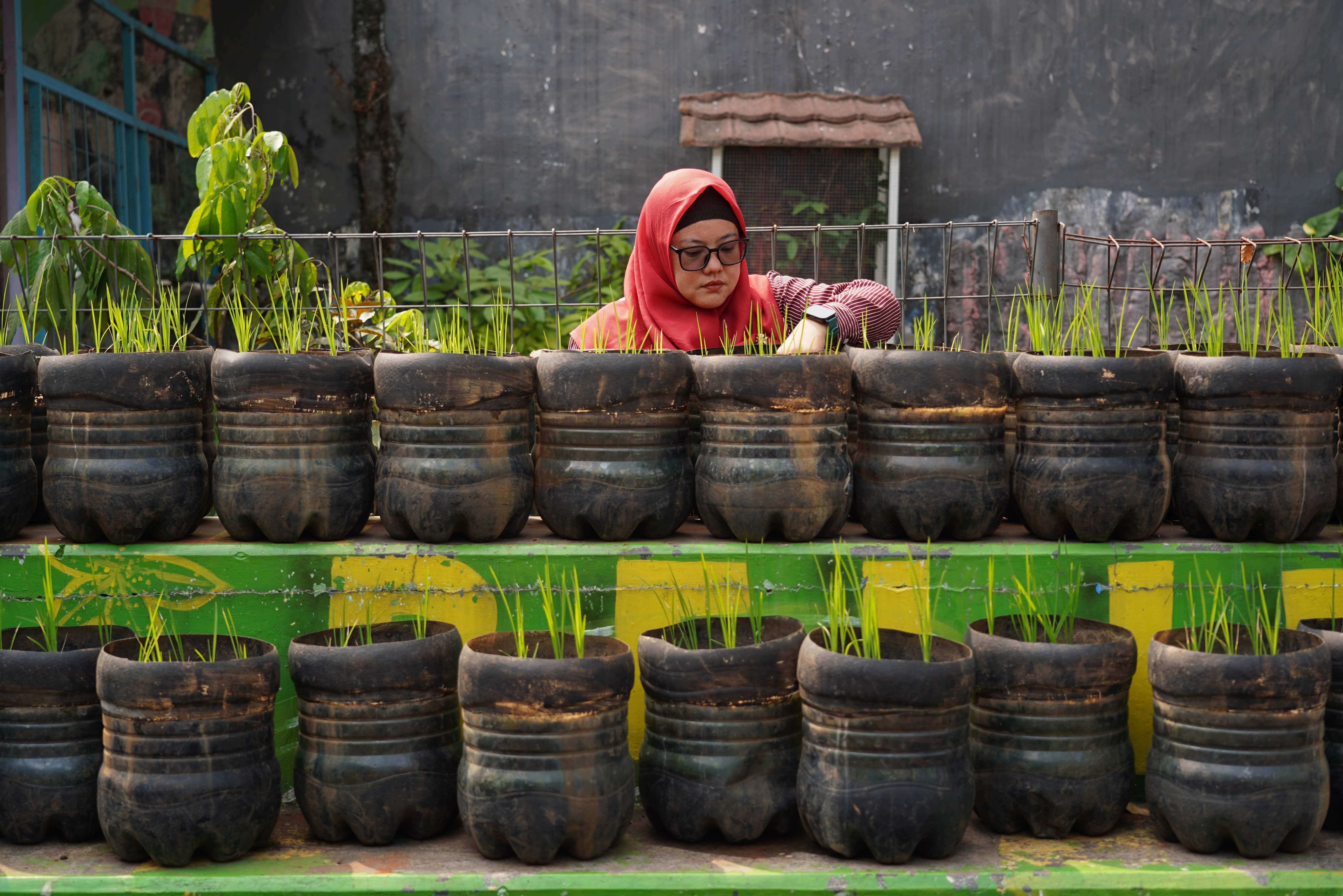 Anggota Posyantek Kreya Loka merawat padi yang ditanam menggunakan galon bekas di RPTRA Belimbing, Pasar Minggu, Jakarta Selatan, Rabu (29/7/2026). Program urban farming dengan budi daya padi yang memanfaatkan bekas galon ini dilakukan untuk mengurangi limbah plastik sekaligus menjaga ketahanan pangan di sekitar wilayah tersebut.