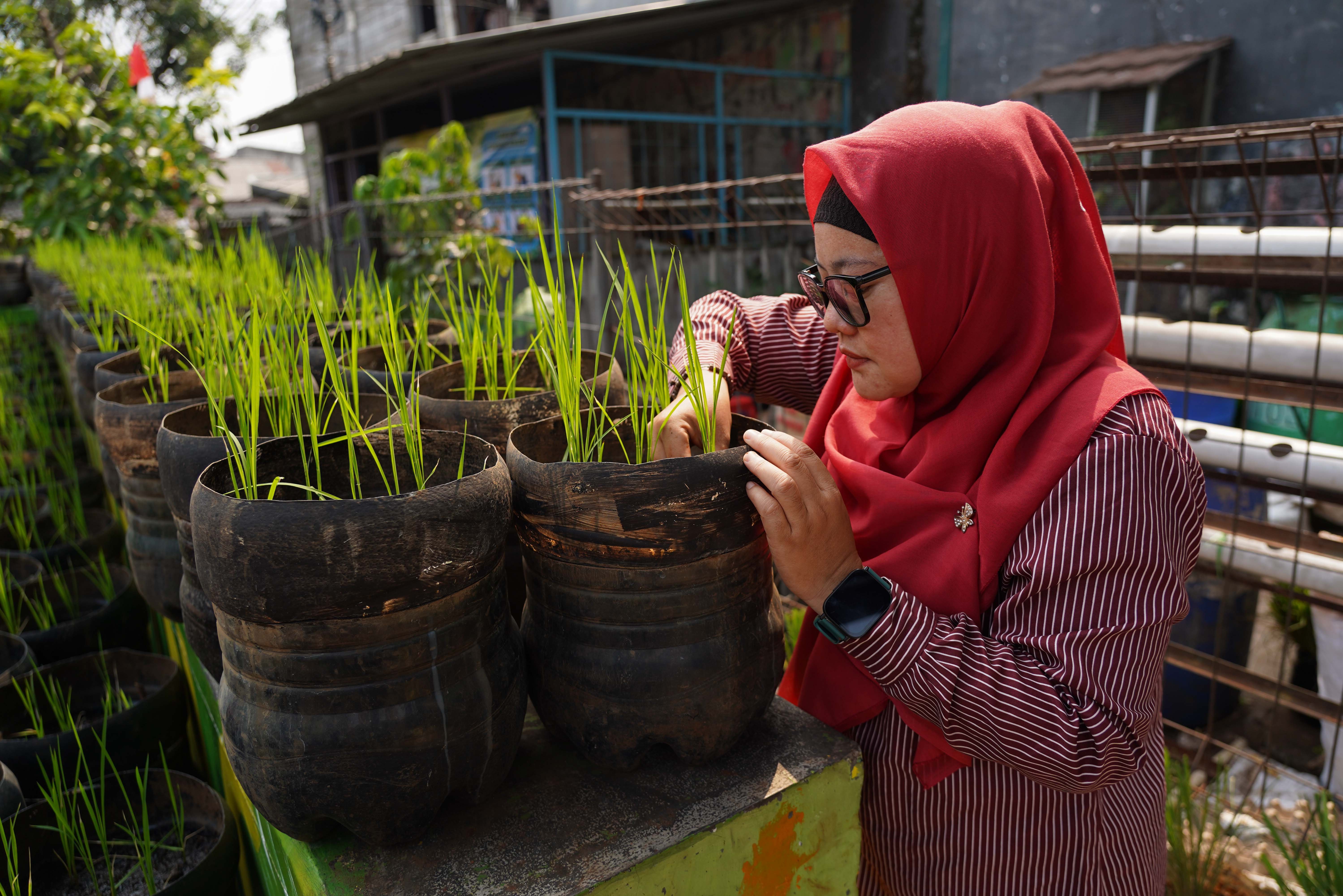 Anggota Posyantek Kreya Loka merawat padi yang ditanam menggunakan galon bekas di RPTRA Belimbing, Pasar Minggu, Jakarta Selatan, Rabu (29/7/2026). Program urban farming dengan budi daya padi yang memanfaatkan bekas galon ini dilakukan untuk mengurangi limbah plastik sekaligus menjaga ketahanan pangan di sekitar wilayah tersebut.
