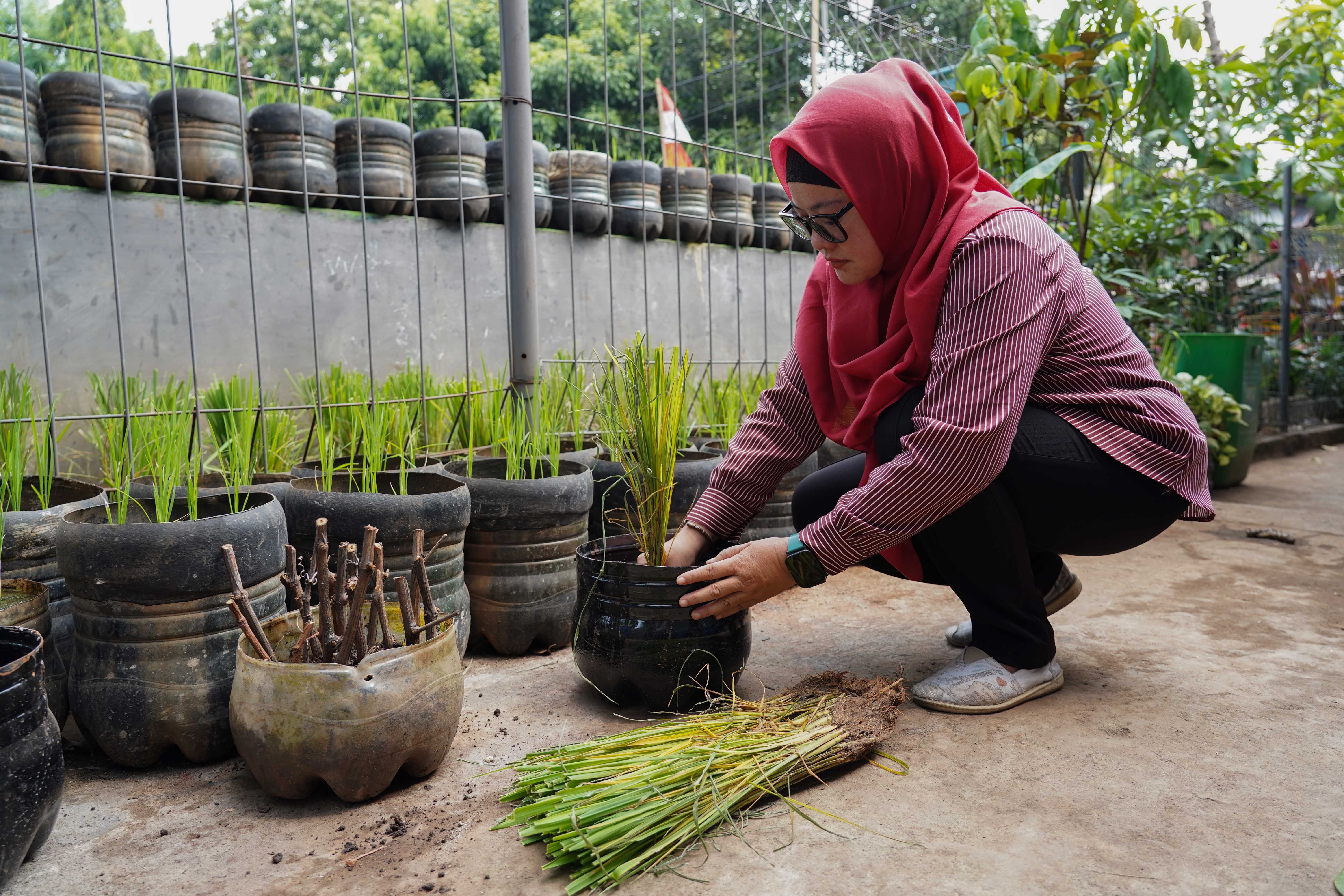 Anggota Posyantek Kreya Loka merawat padi yang ditanam menggunakan galon bekas di RPTRA Belimbing, Pasar Minggu, Jakarta Selatan, Rabu (29/7/2026). Program urban farming dengan budi daya padi yang memanfaatkan bekas galon ini dilakukan untuk mengurangi limbah plastik sekaligus menjaga ketahanan pangan di sekitar wilayah tersebut.