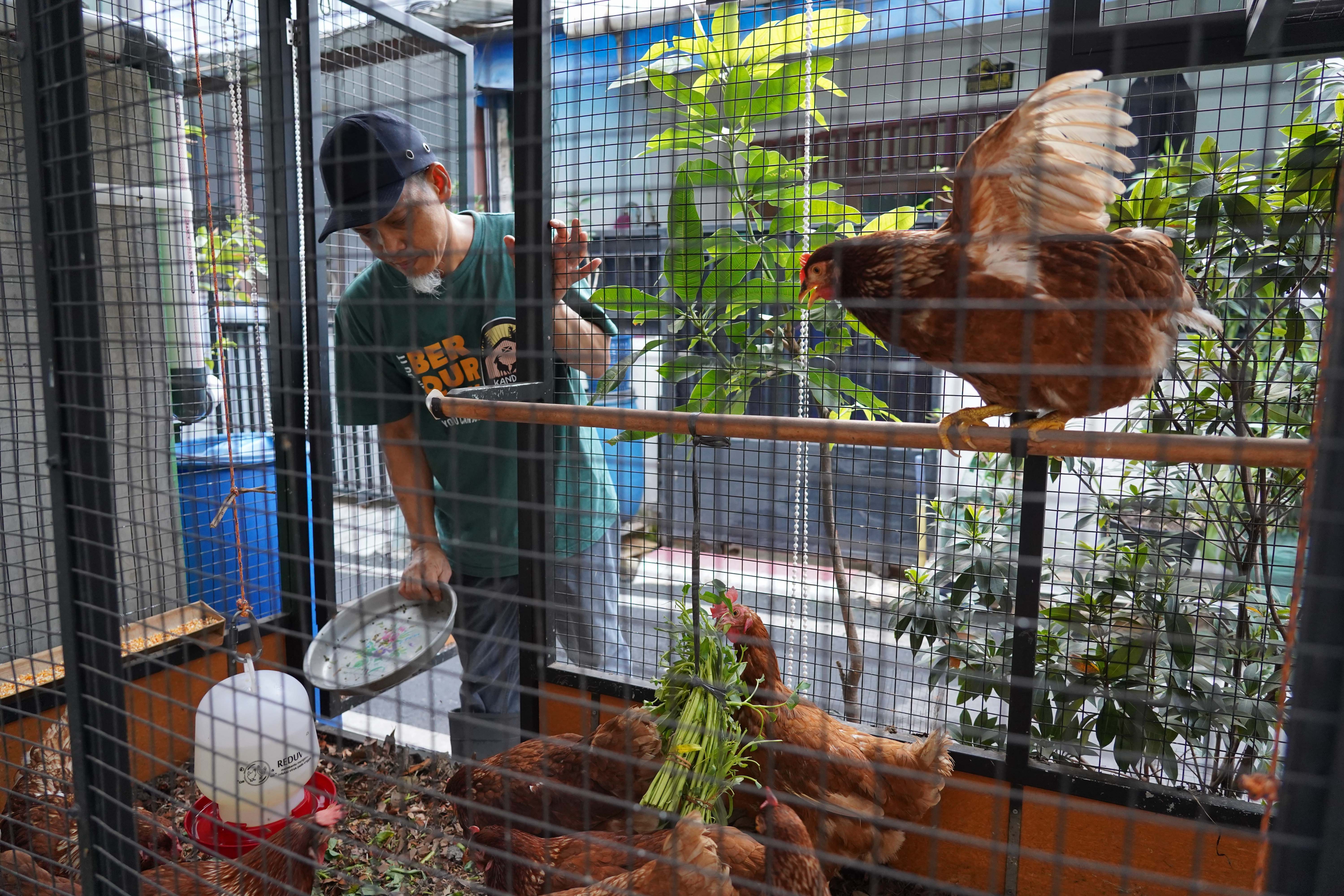Warga memberikan pakan ke ayam petelur yang diternak di kawasan RT.08/RW.04, Malaka Jaya, Duren Sawit, Jakarta Timur.