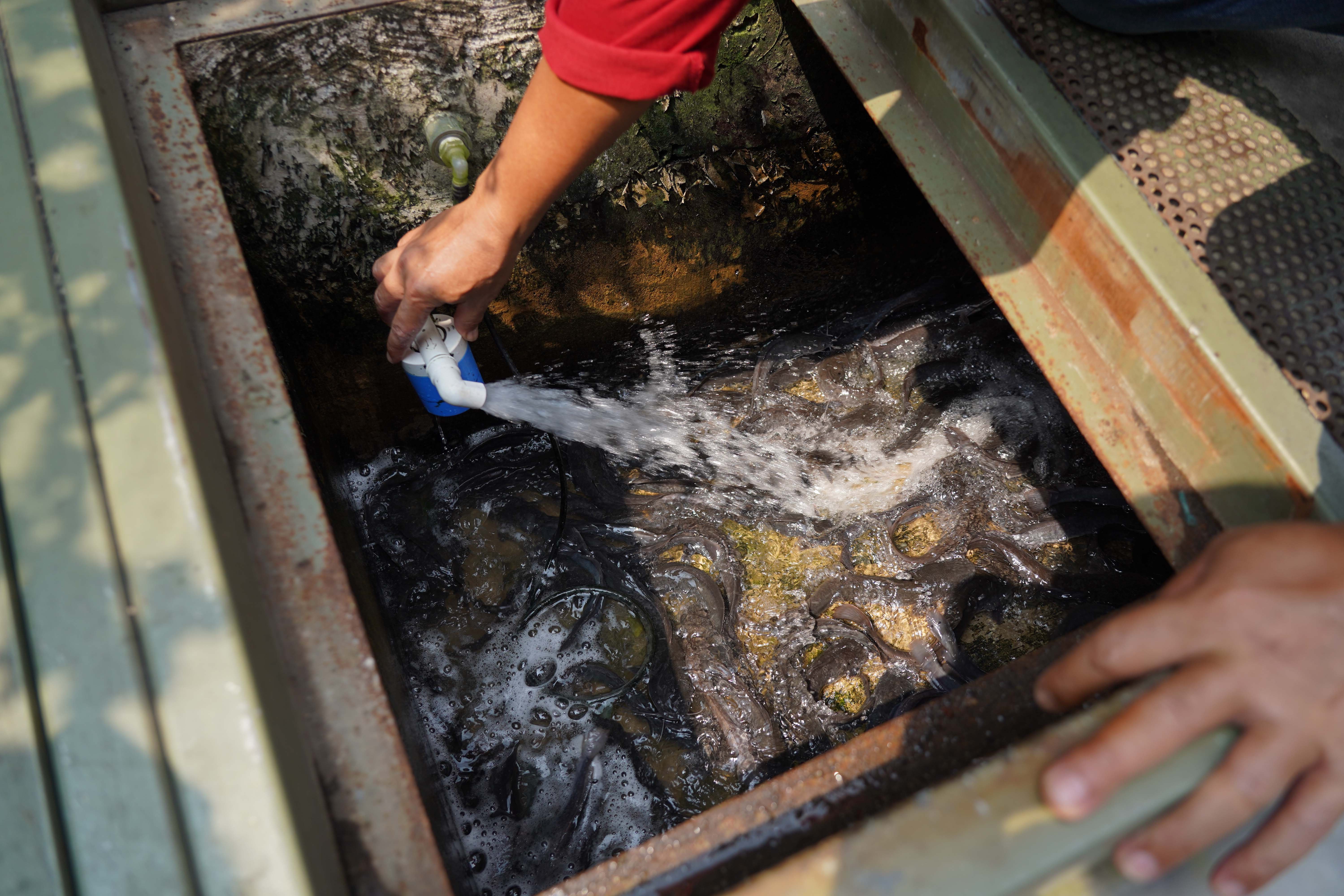 Warga menguras air pada kolam ikan lele yang diternak di selokan kawasan RT.08/RW.04, Malaka Jaya, Duren Sawit, Jakarta Timur.