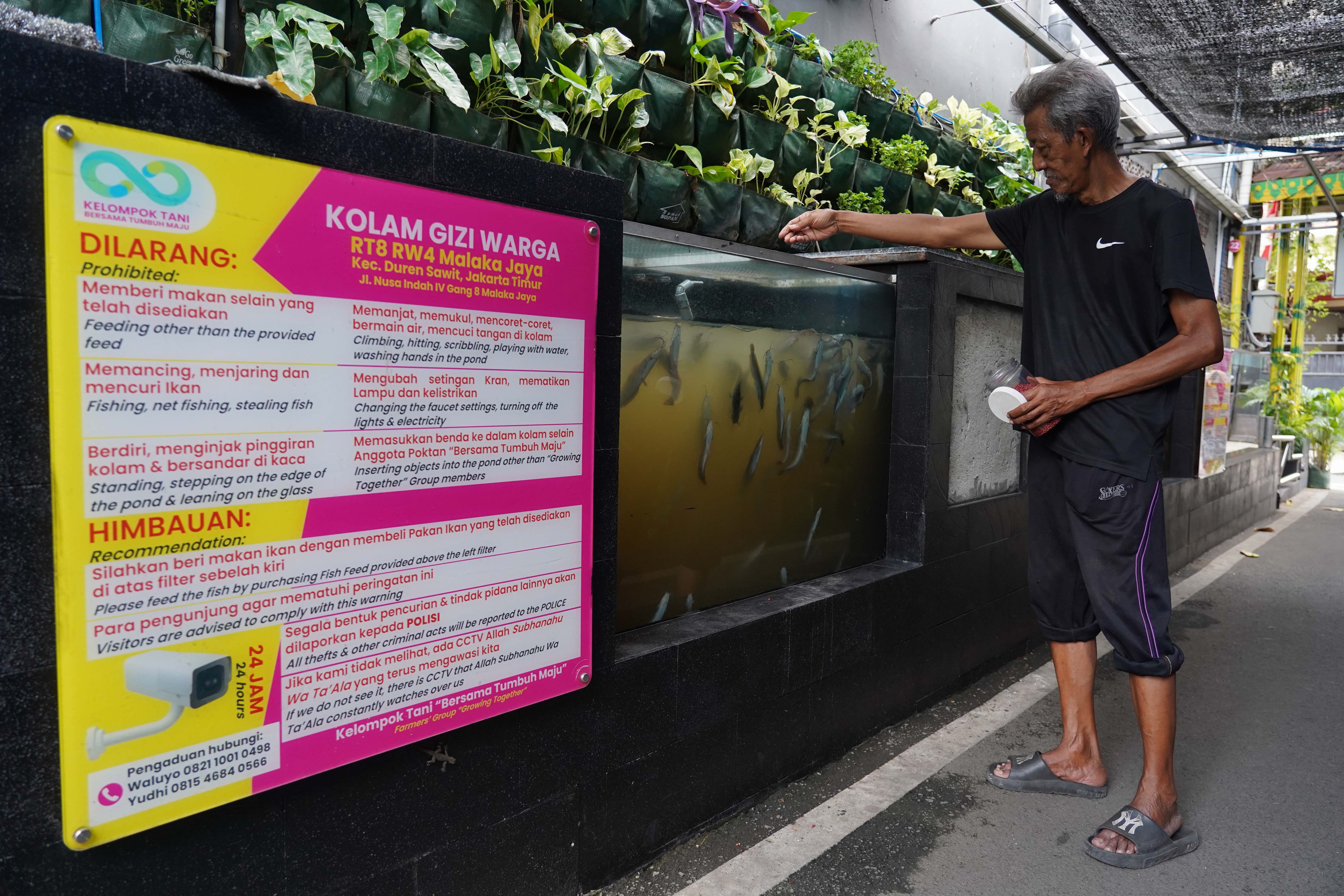 Warga memberikan pakan ke ikan lele pada kolam gizi warga di kawasan RT.08/RW.04, Malaka Jaya, Duren Sawit, Jakarta Timur. 