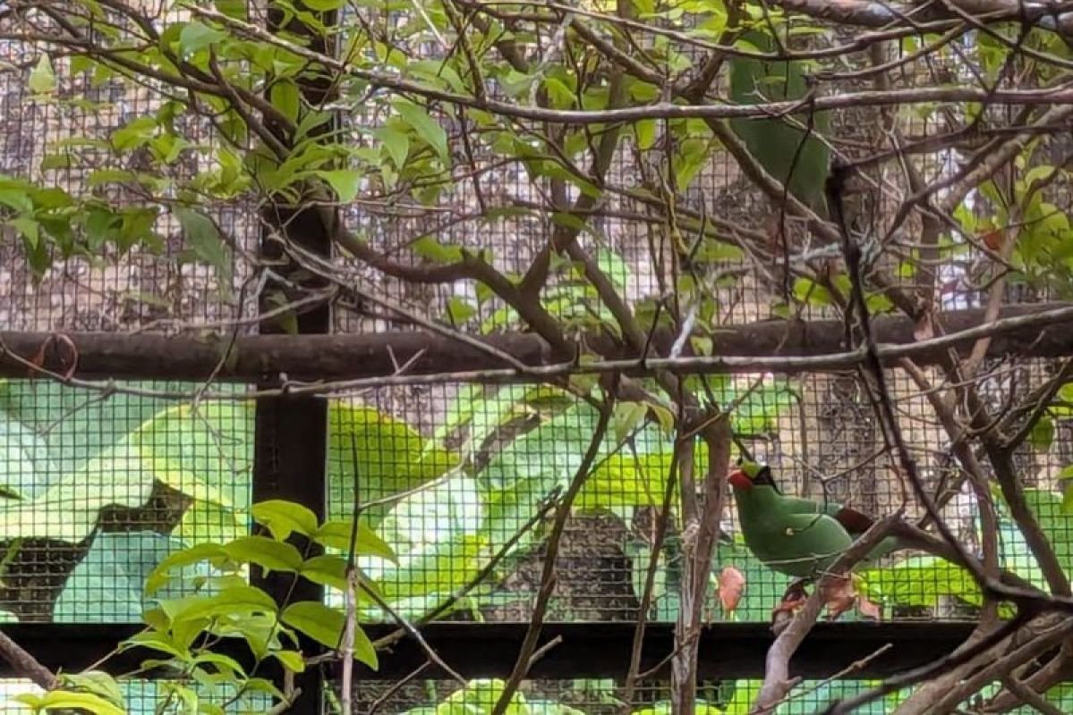 Burung Ekek Keling Sunda